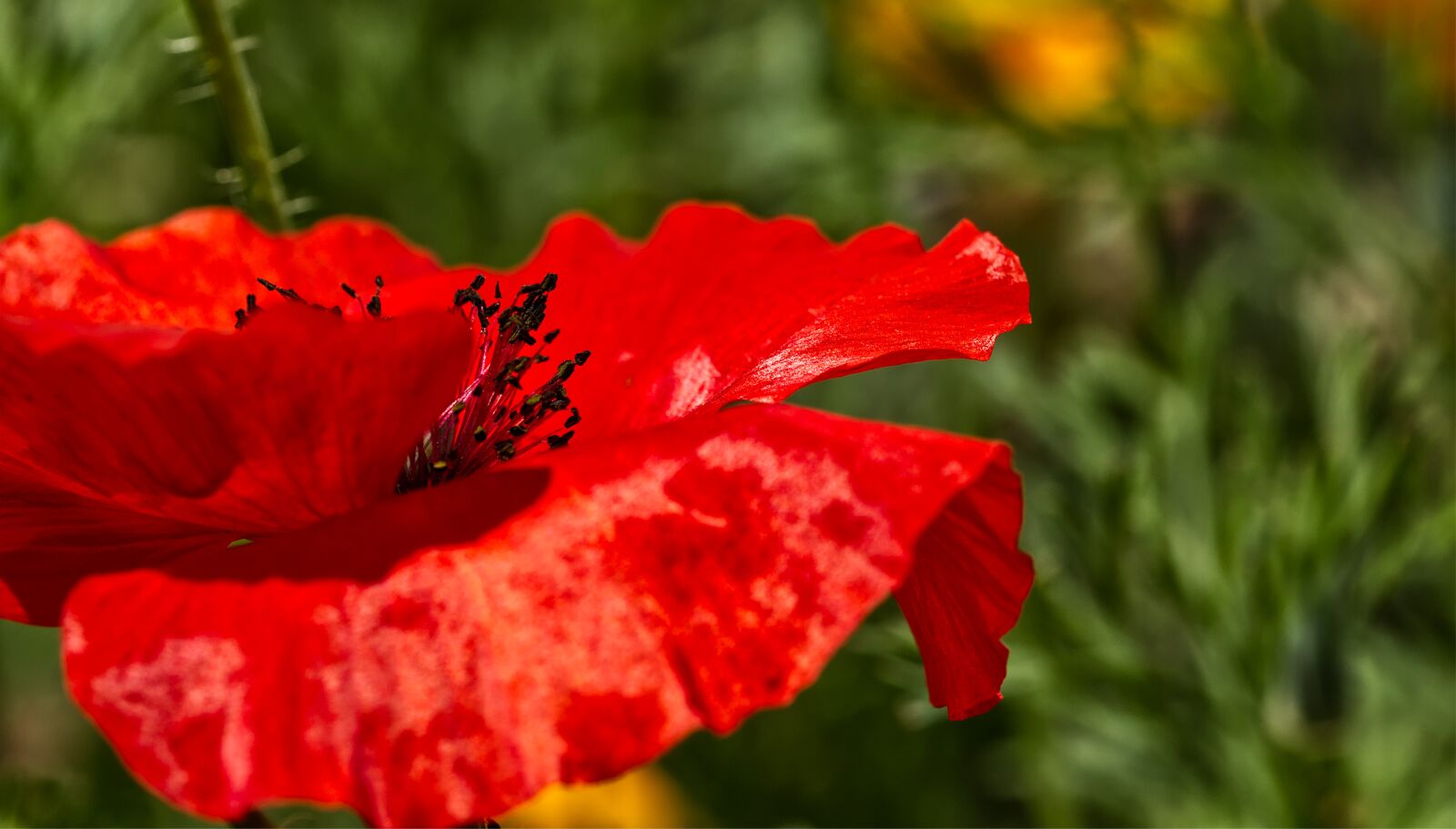 Nikon D5500 sample photo. Poppy, klatschmohn, red photography