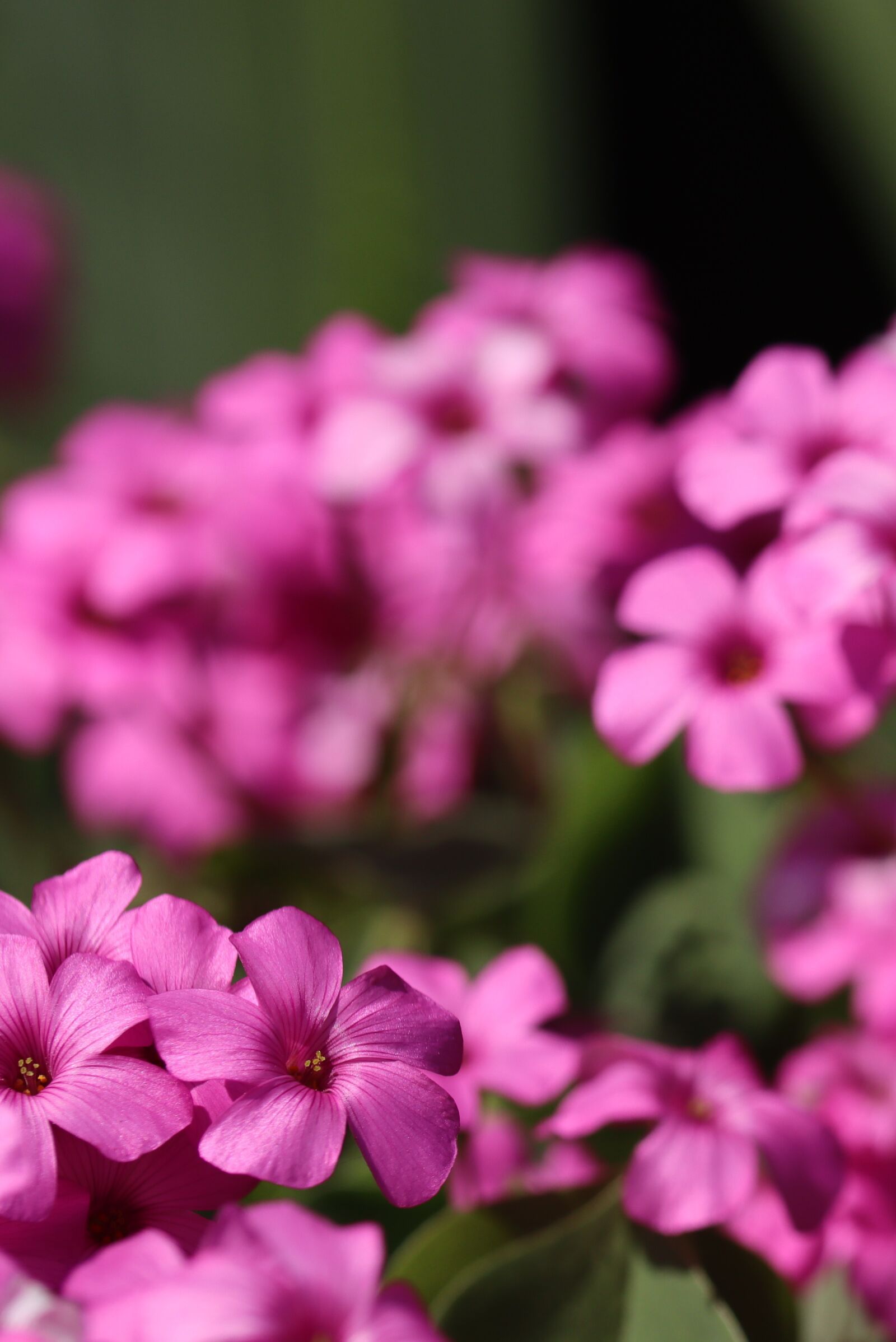 Canon EOS 250D (EOS Rebel SL3 / EOS Kiss X10 / EOS 200D II) sample photo. Oxalis, pink-sorrel, flowers photography