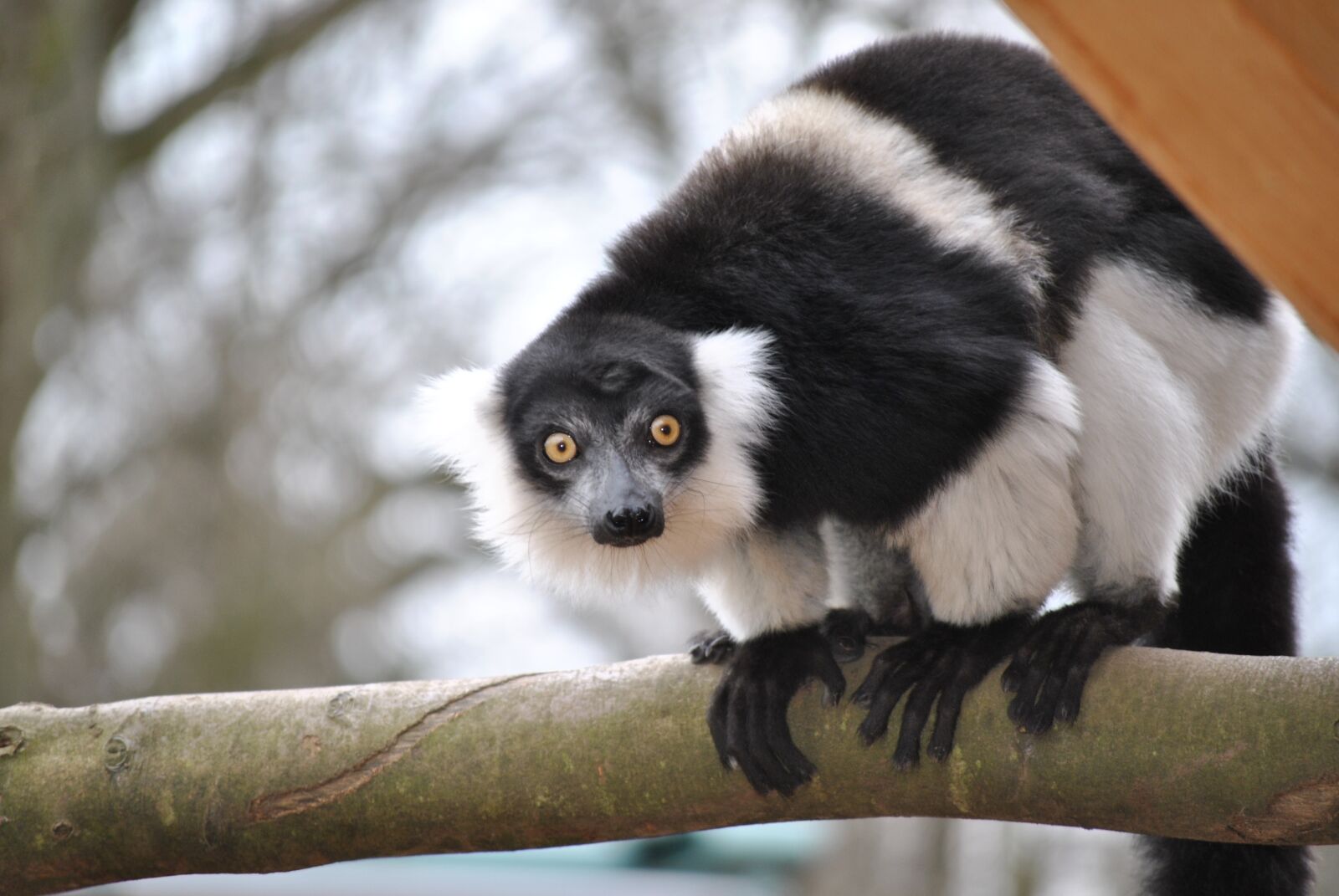 Nikon D3000 sample photo. Marmosets, callithrix jacchus, marmoset photography