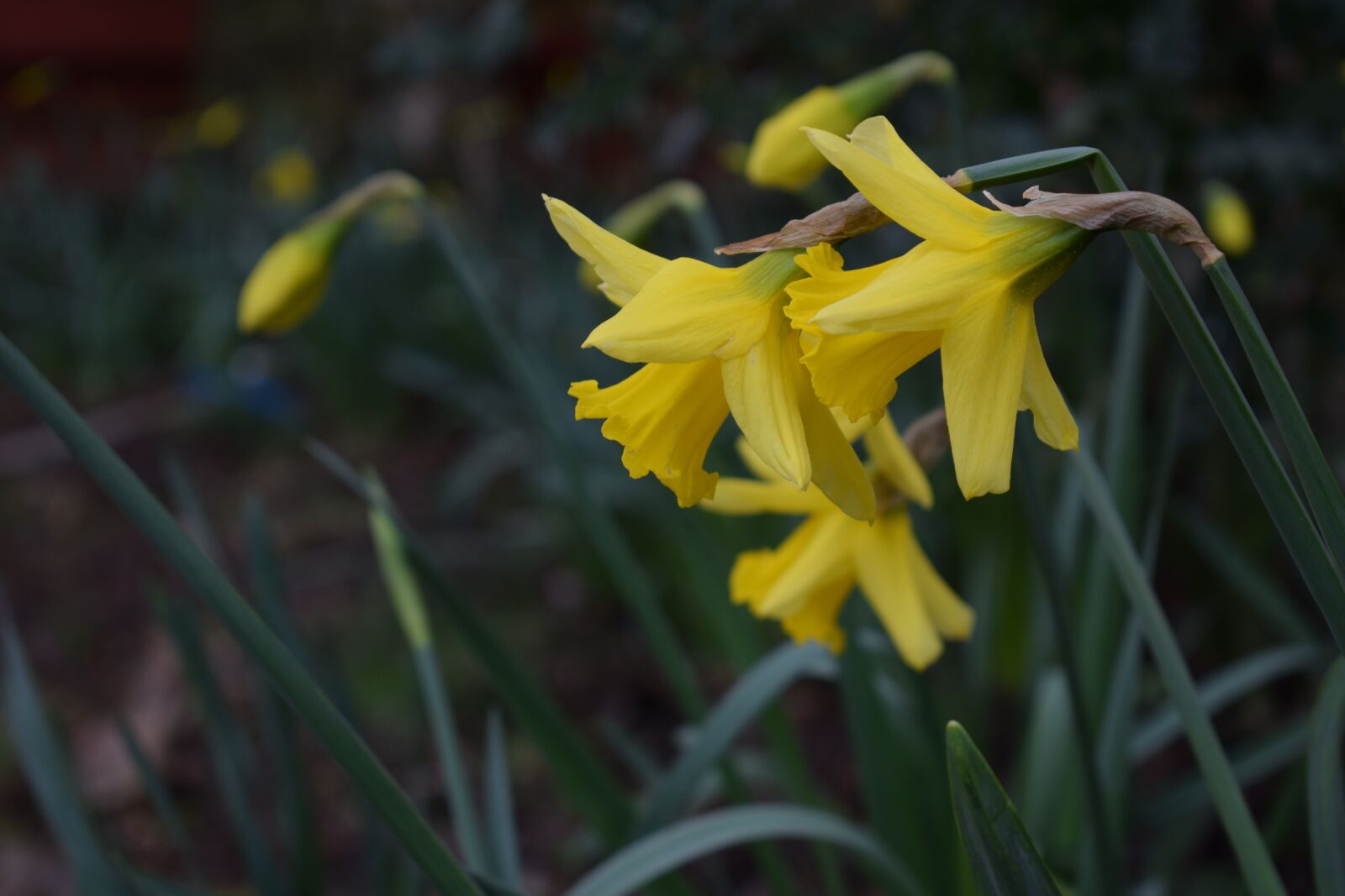 Nikon D3300 sample photo. Daffodils, spring, garden photography