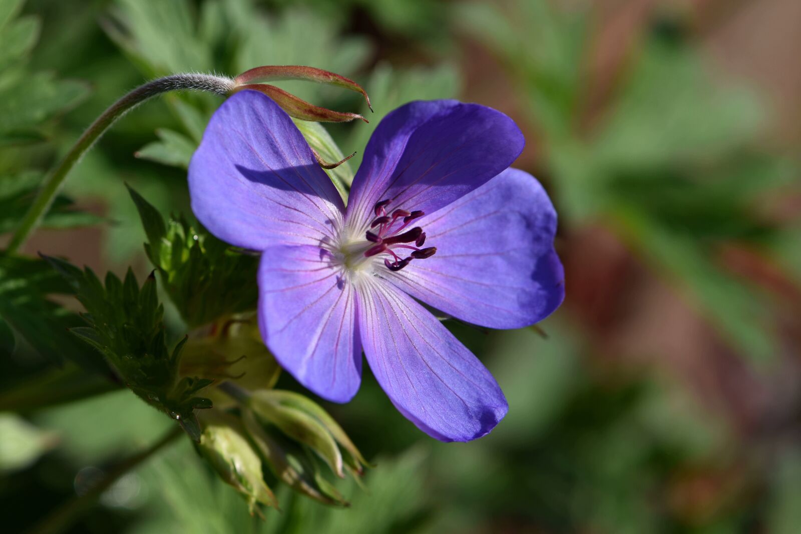 Nikon D5600 sample photo. Blossom, bloom, violet blue photography