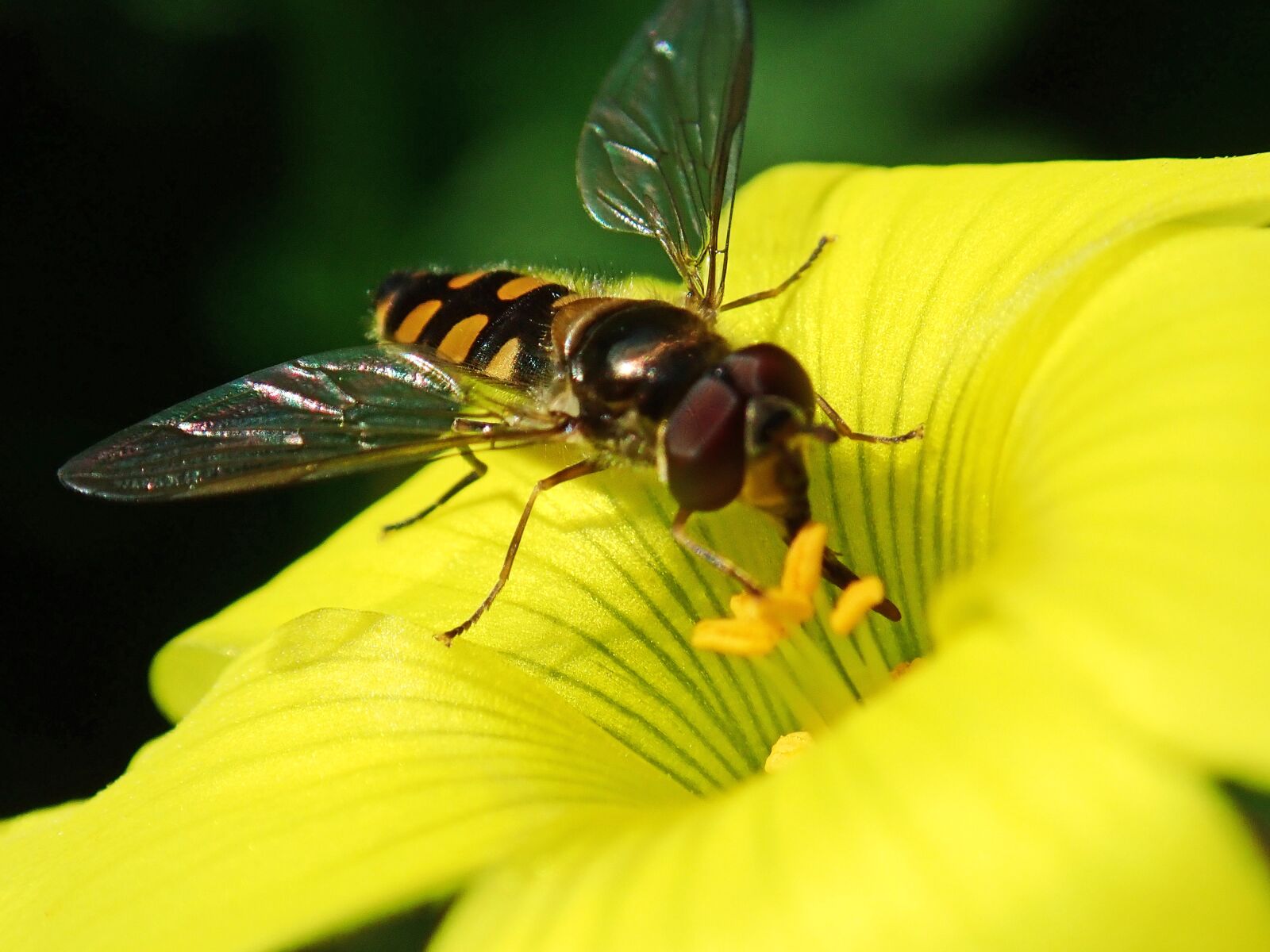 Olympus TG-5 sample photo. Insect, hoverfly, tongue photography
