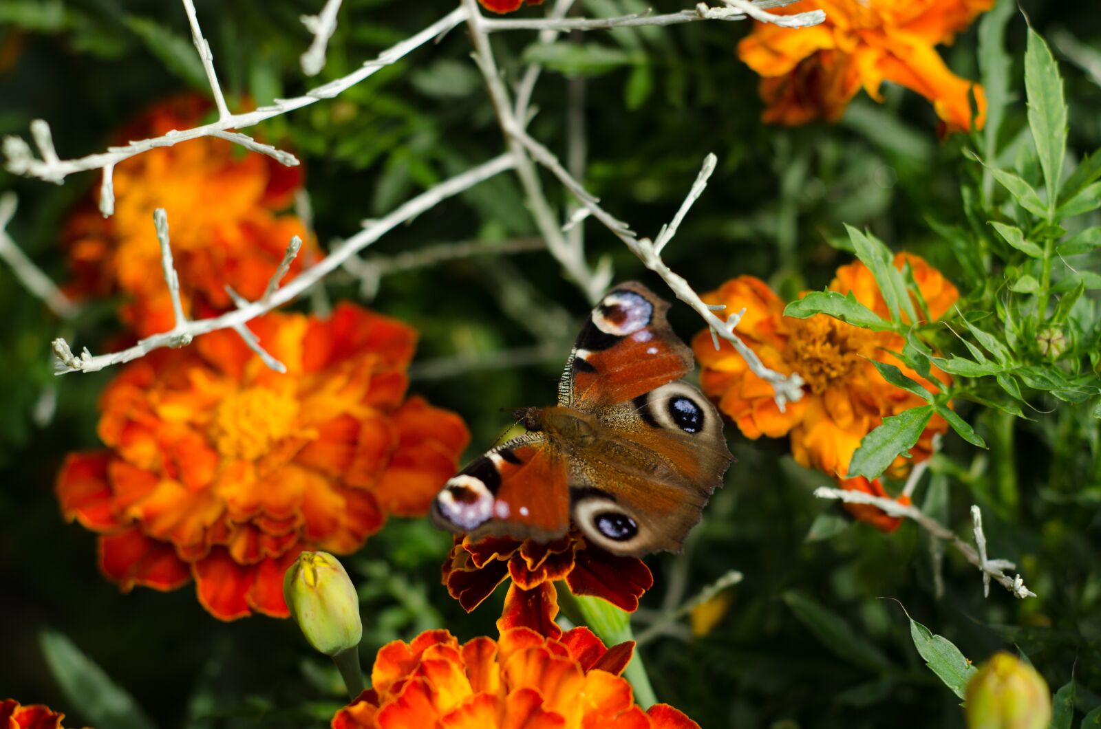 Nikon D7000 sample photo. Butterfly, orange, flower photography