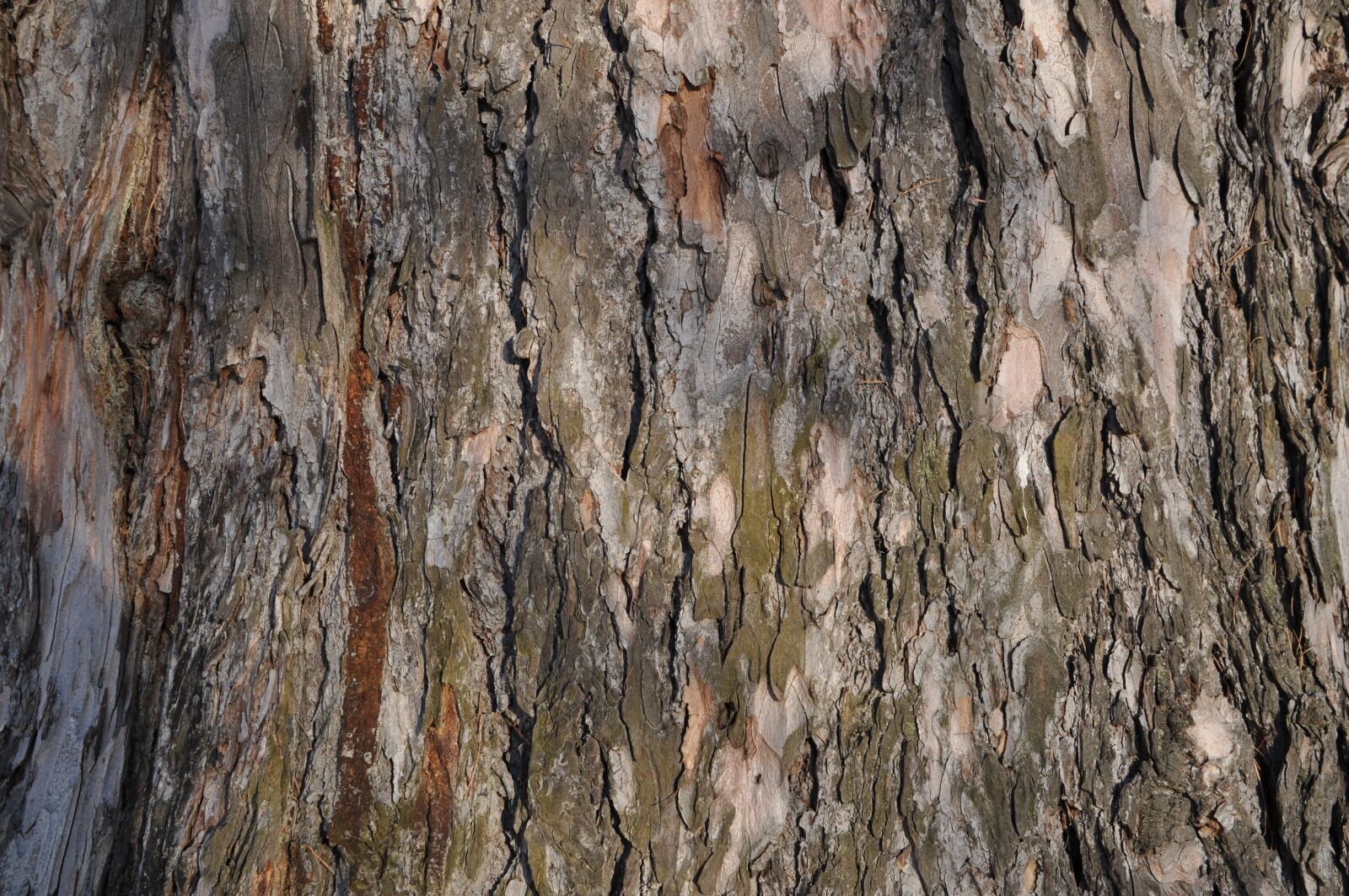 Nikon D5000 sample photo. Bark, tree, trunk photography