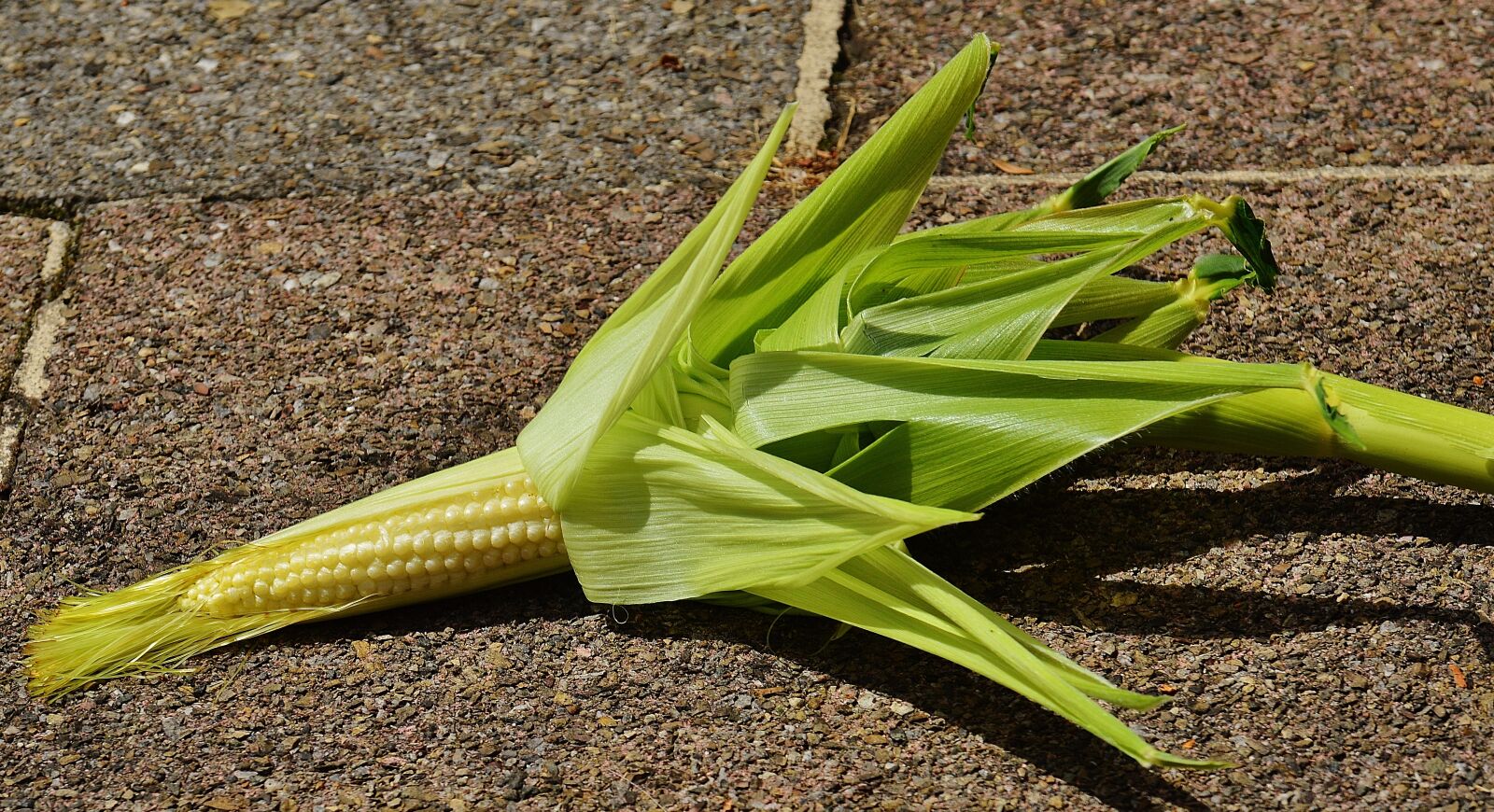 Nikon D3200 sample photo. Corn, young, vegetables photography