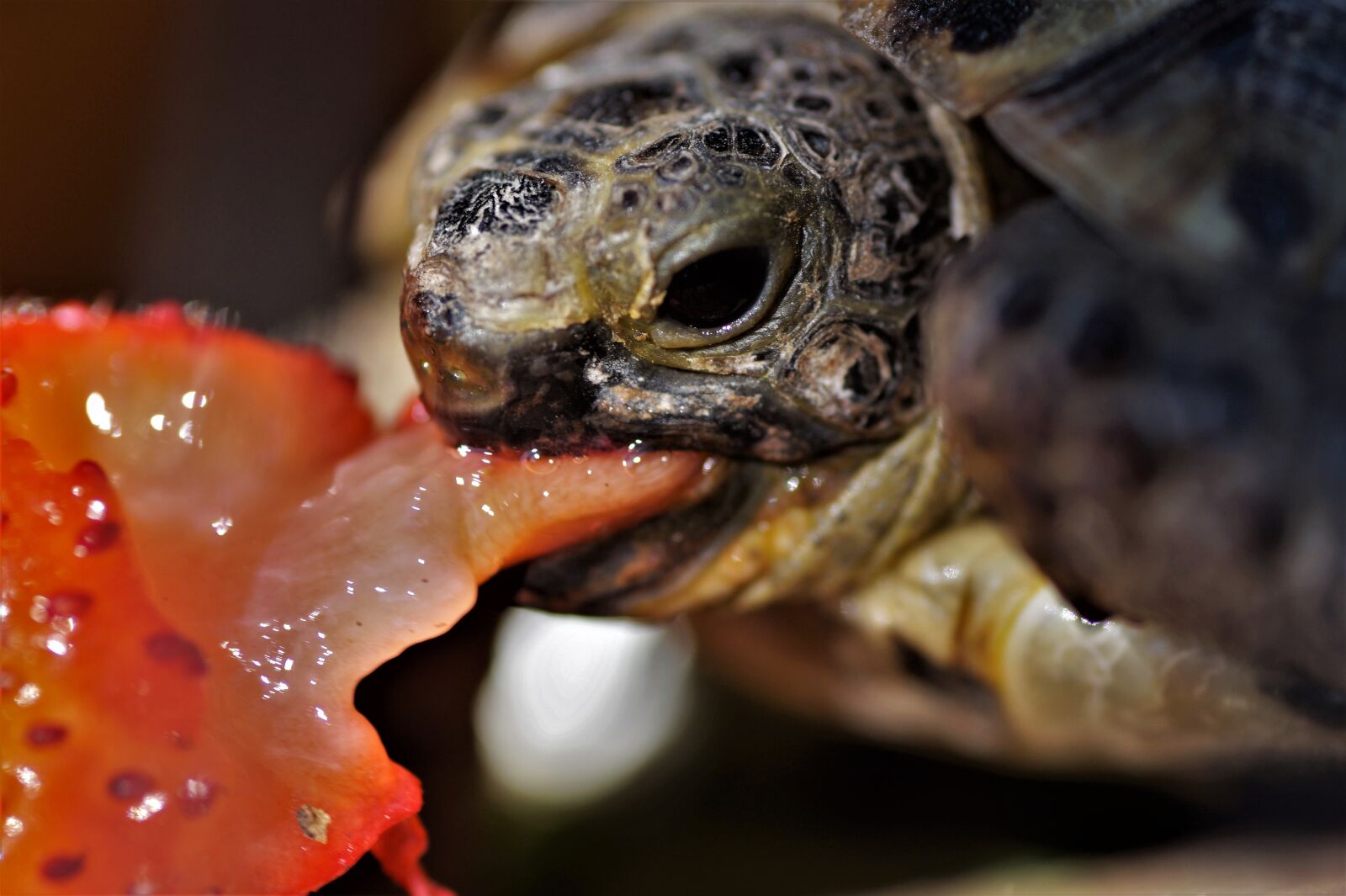 Sony SLT-A58 sample photo. Turtle, little turtle, cub photography