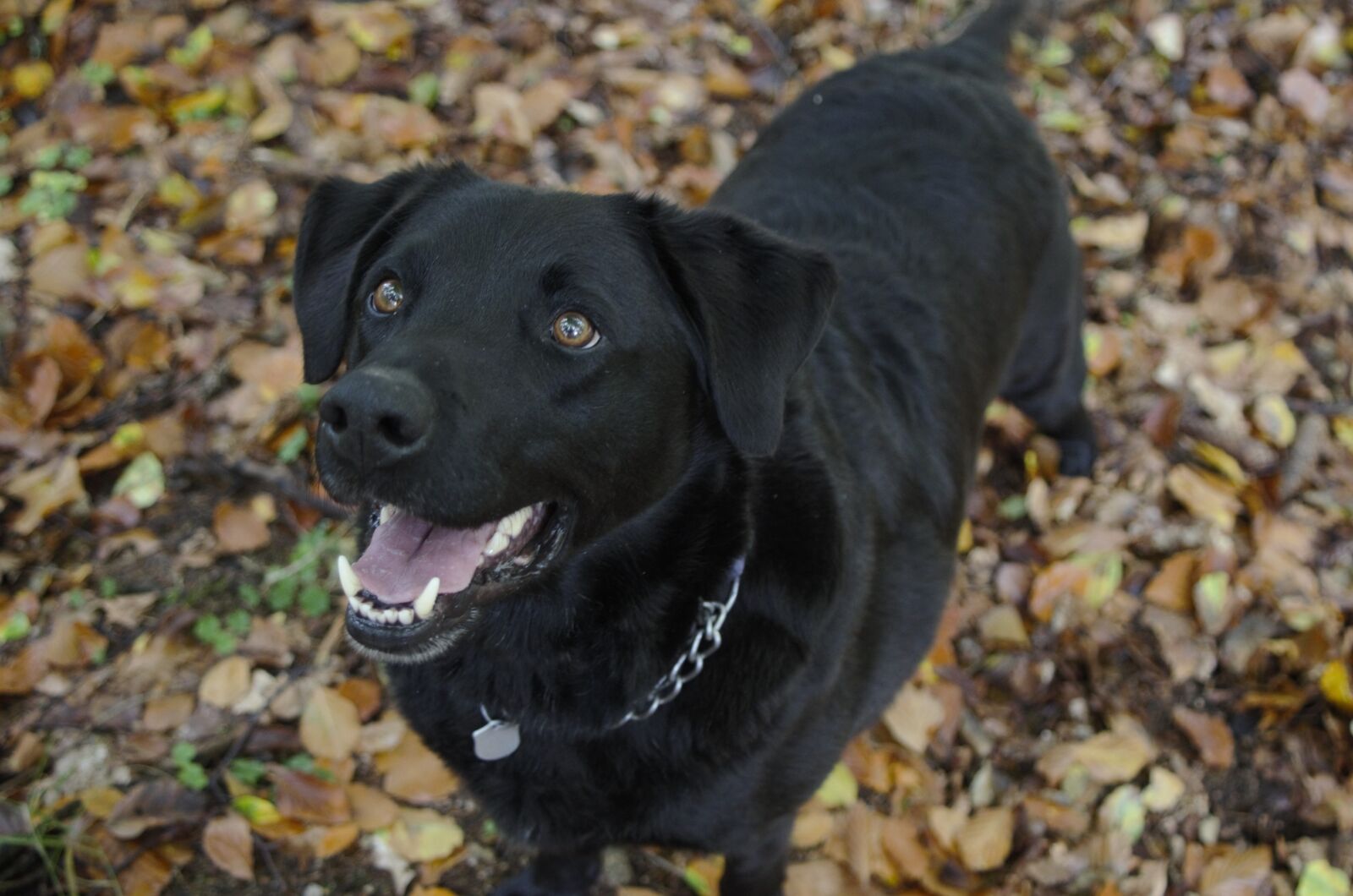 Nikon D7000 sample photo. Dog, black, brown eyes photography