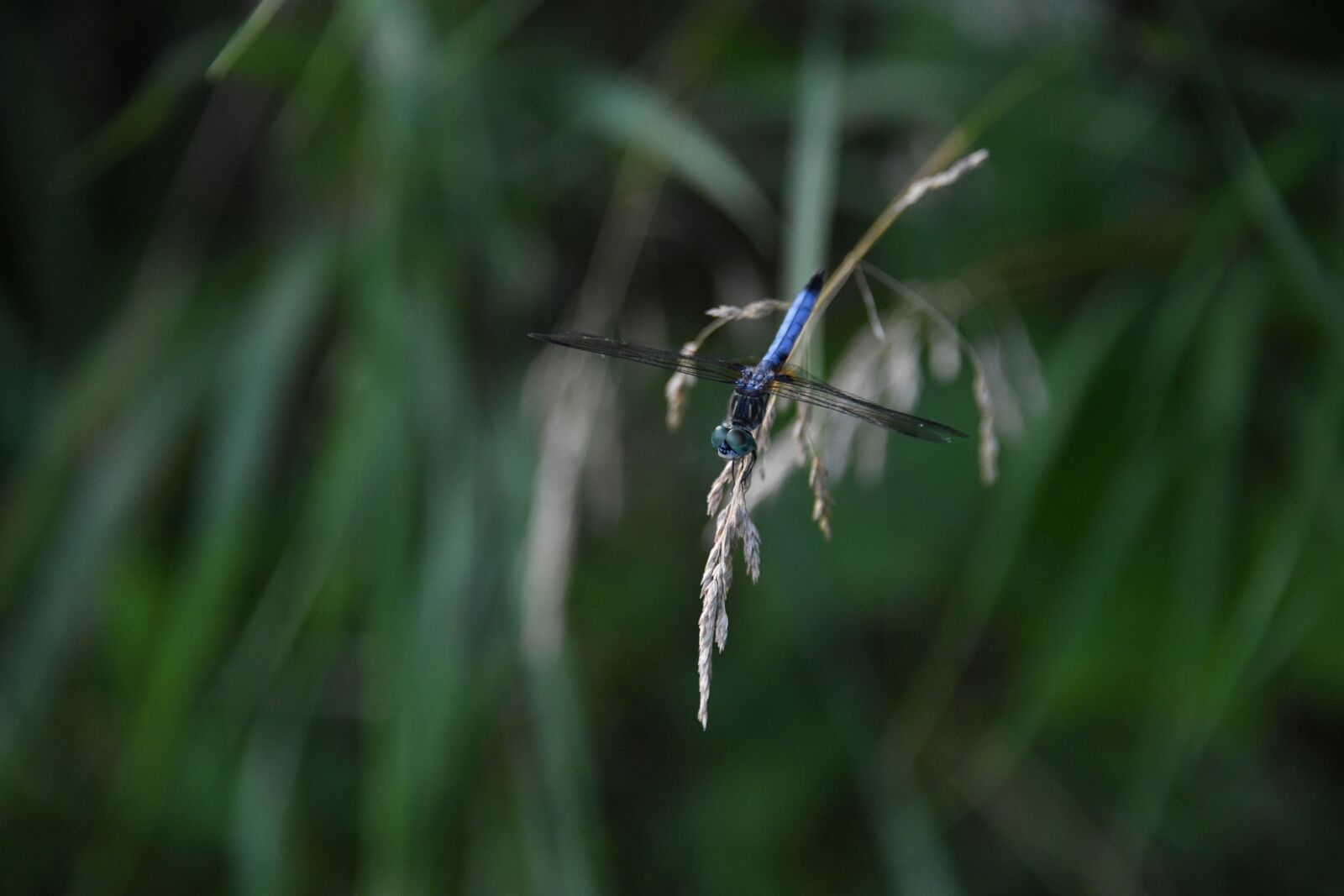 Nikon D850 sample photo. Dragonfly, bug, pond photography