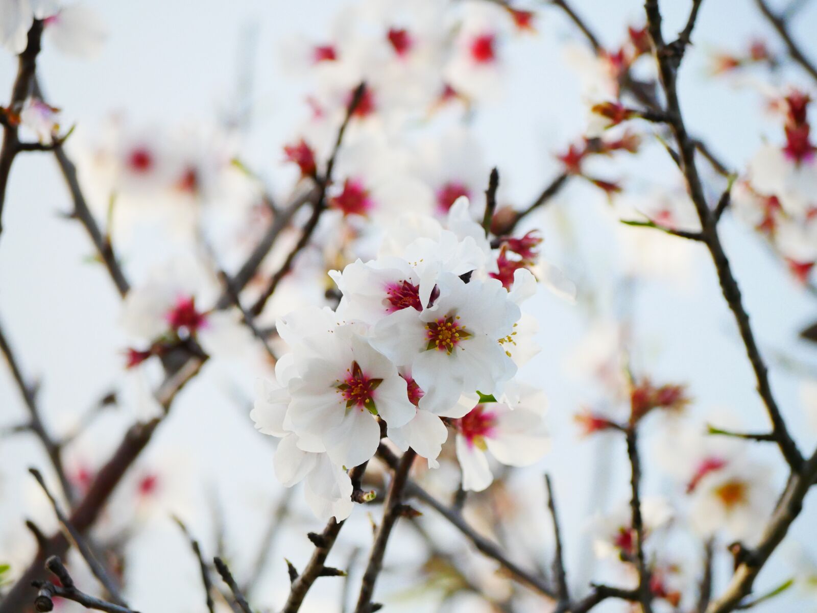 Panasonic Lumix DMC-GX85 (Lumix DMC-GX80 / Lumix DMC-GX7 Mark II) sample photo. Almond blossom, february, almond photography