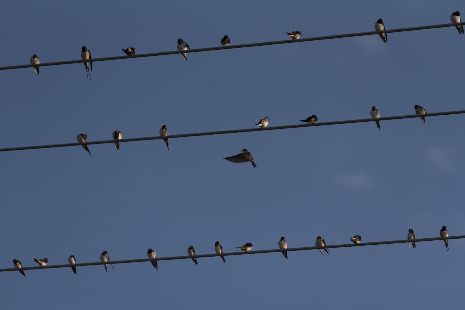 Nikon D750 sample photo. Swallows, birds, wires photography