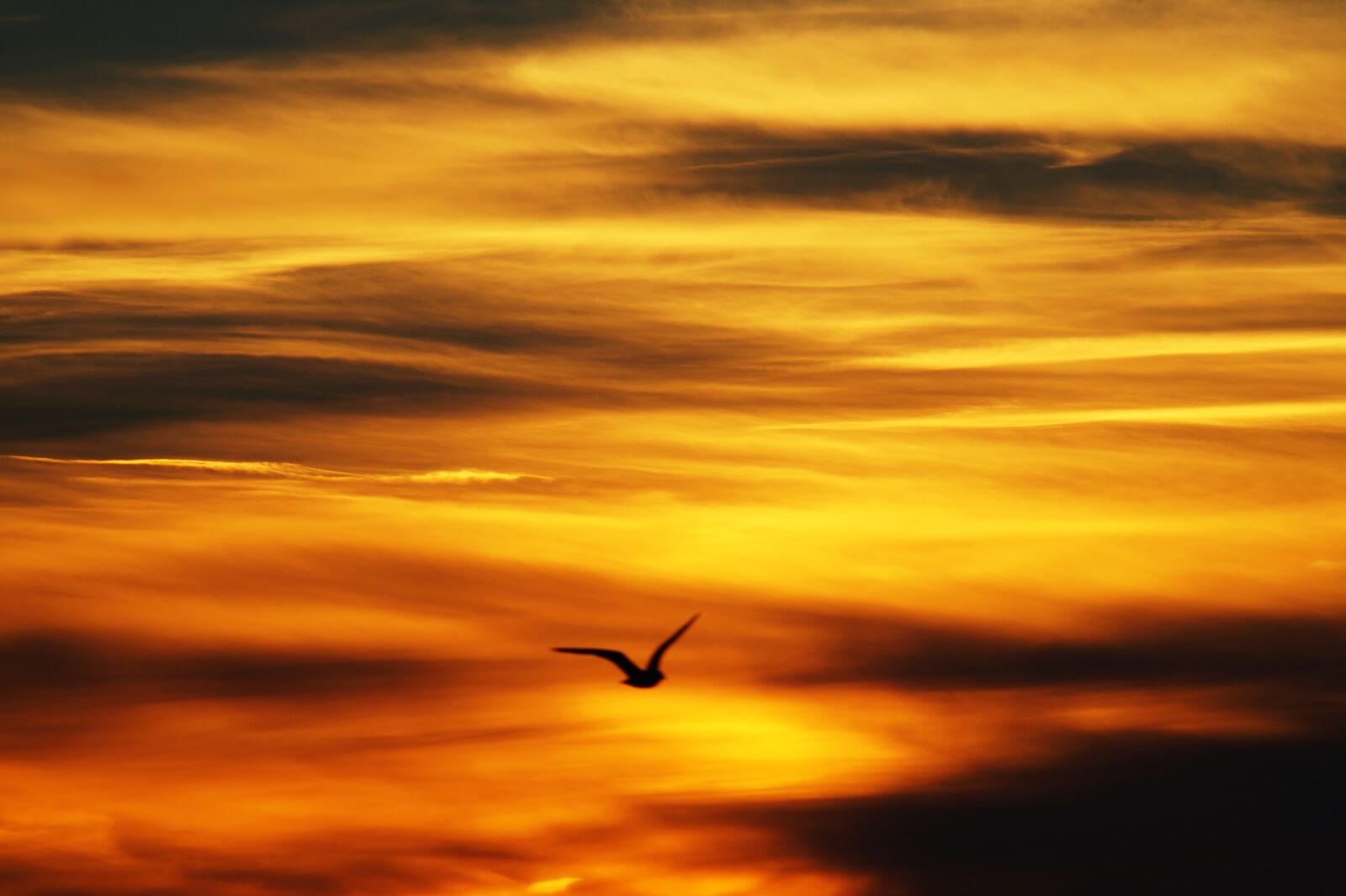 Sony SLT-A58 sample photo. Backlit, bird, clouds, dark photography