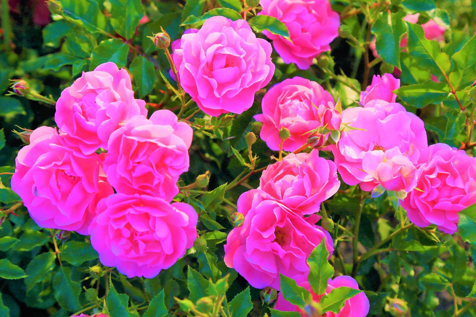 Canon EF 24-105mm F4L IS USM sample photo. Rose, roses, spring photography