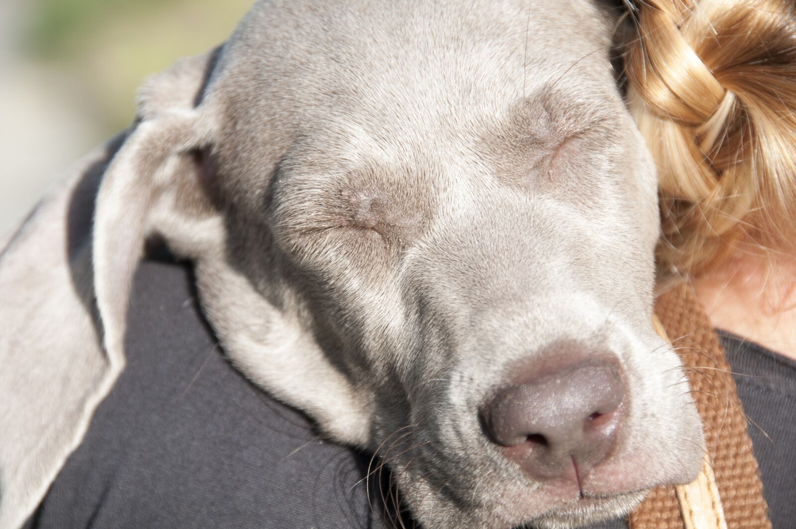 Nikon D300 sample photo. Animals, dog, a friend photography