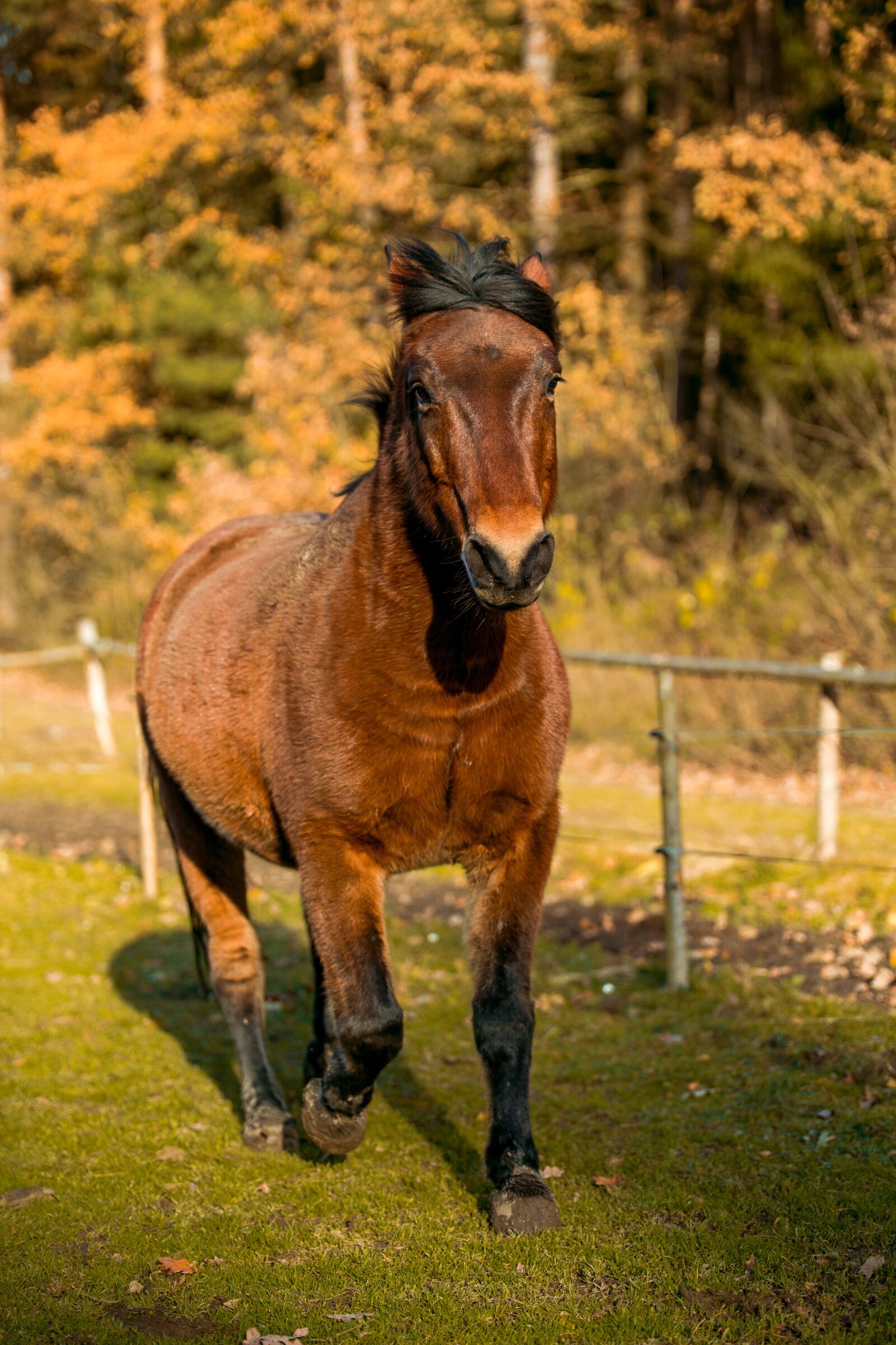 Canon EOS 6D sample photo. Animal, horse, horses photography