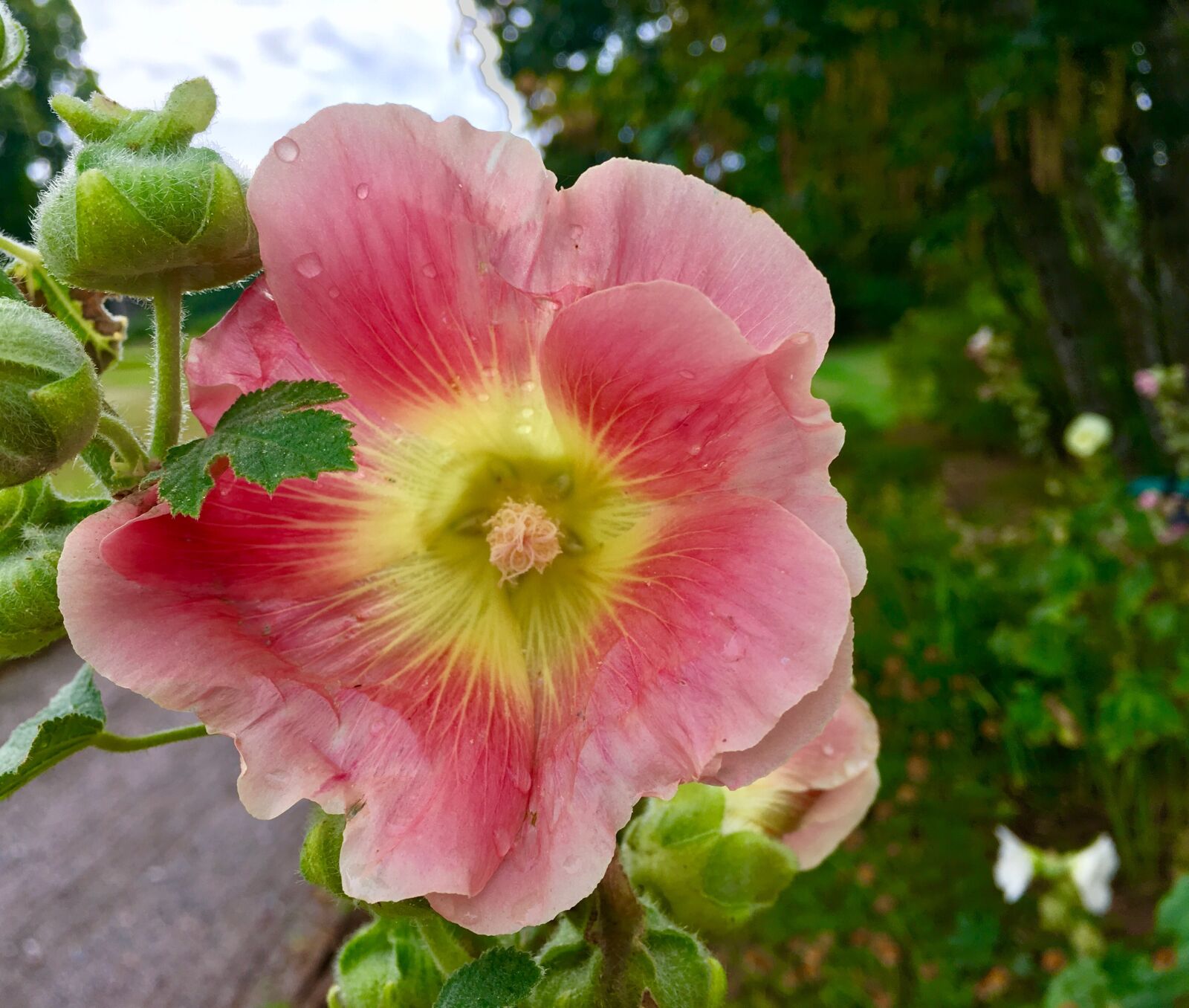 Apple iPhone SE sample photo. Summer, pink, flower photography