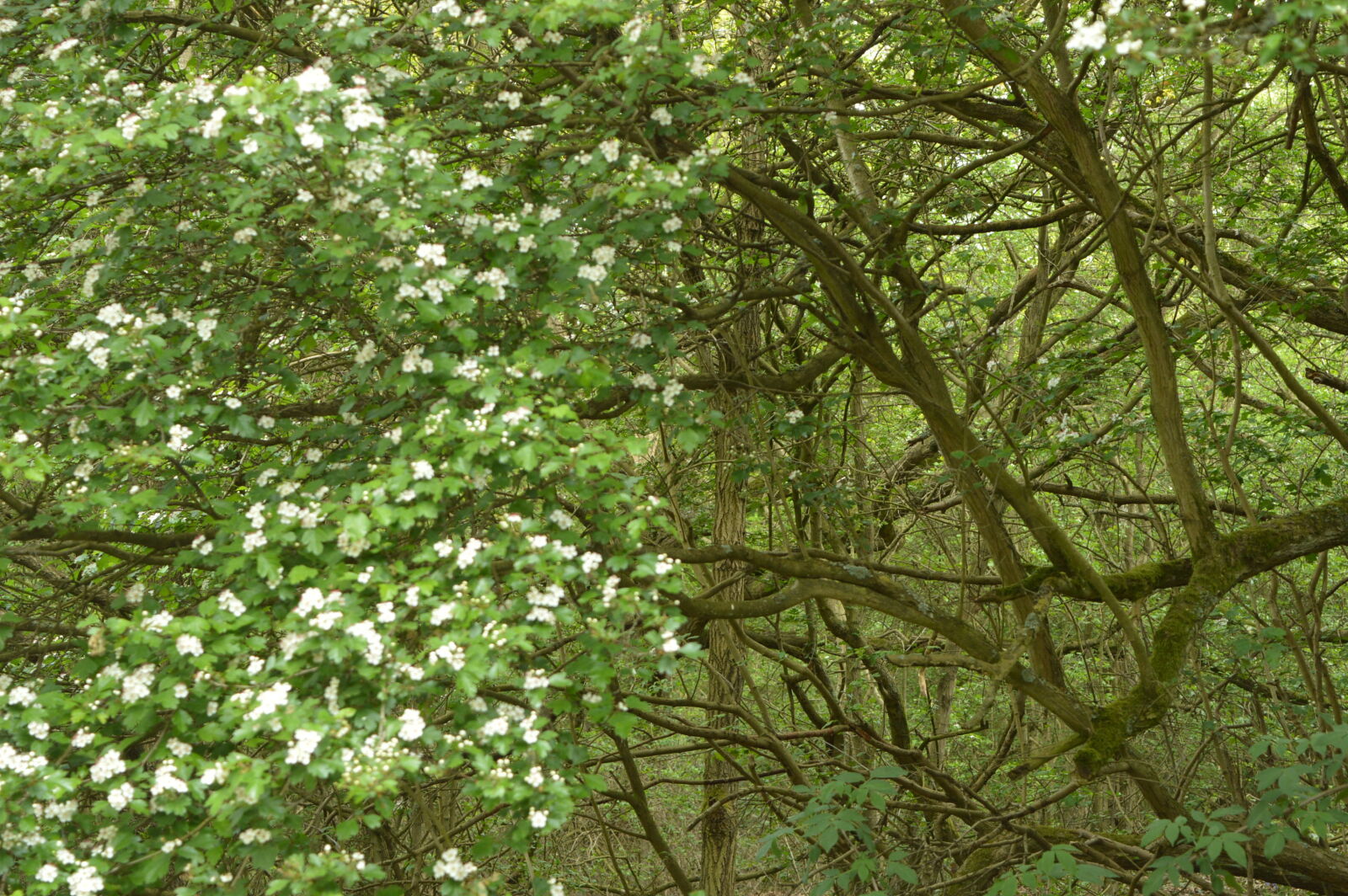 Nikon D3200 sample photo