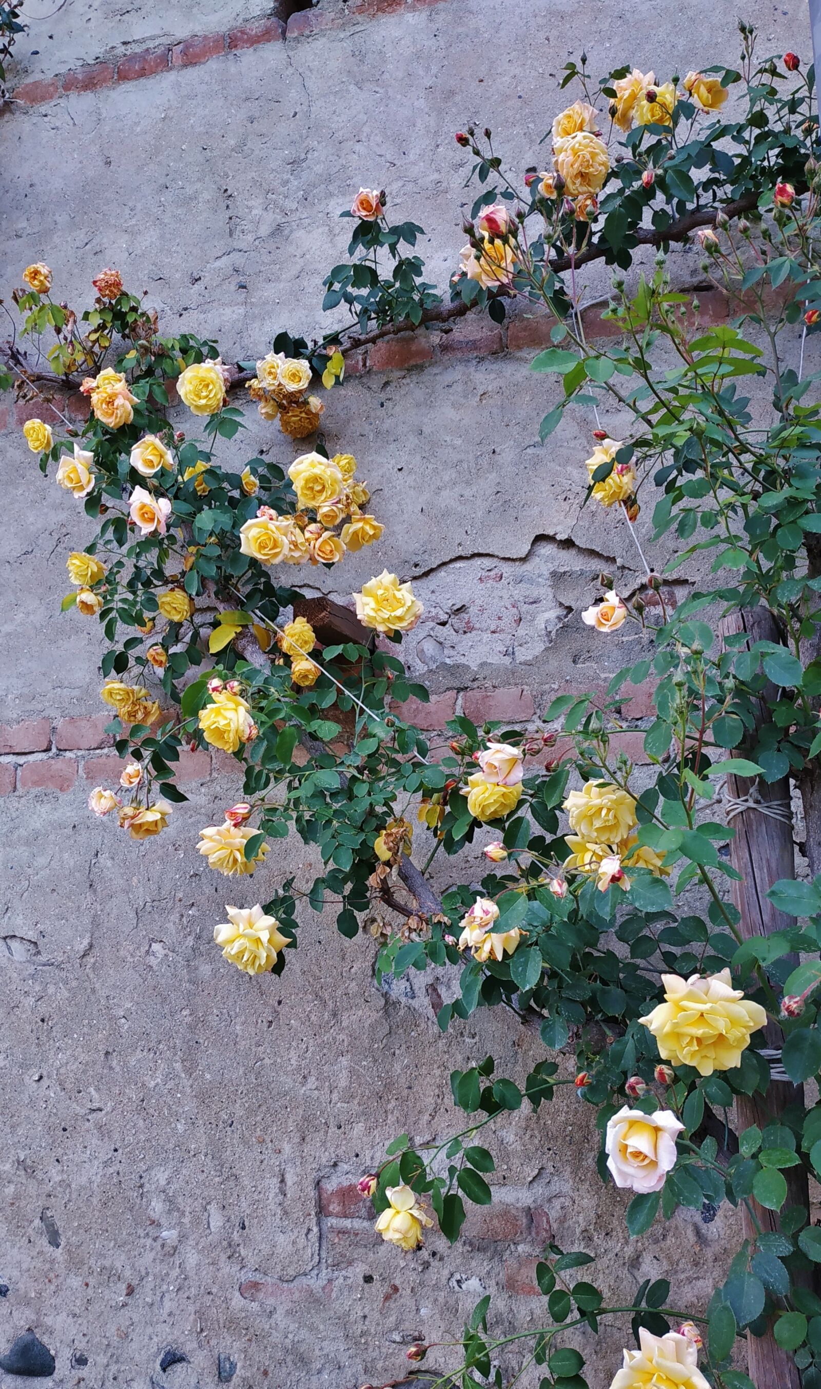 Xiaomi Redmi Note 5 sample photo. Rose garden, creeper, rosa photography