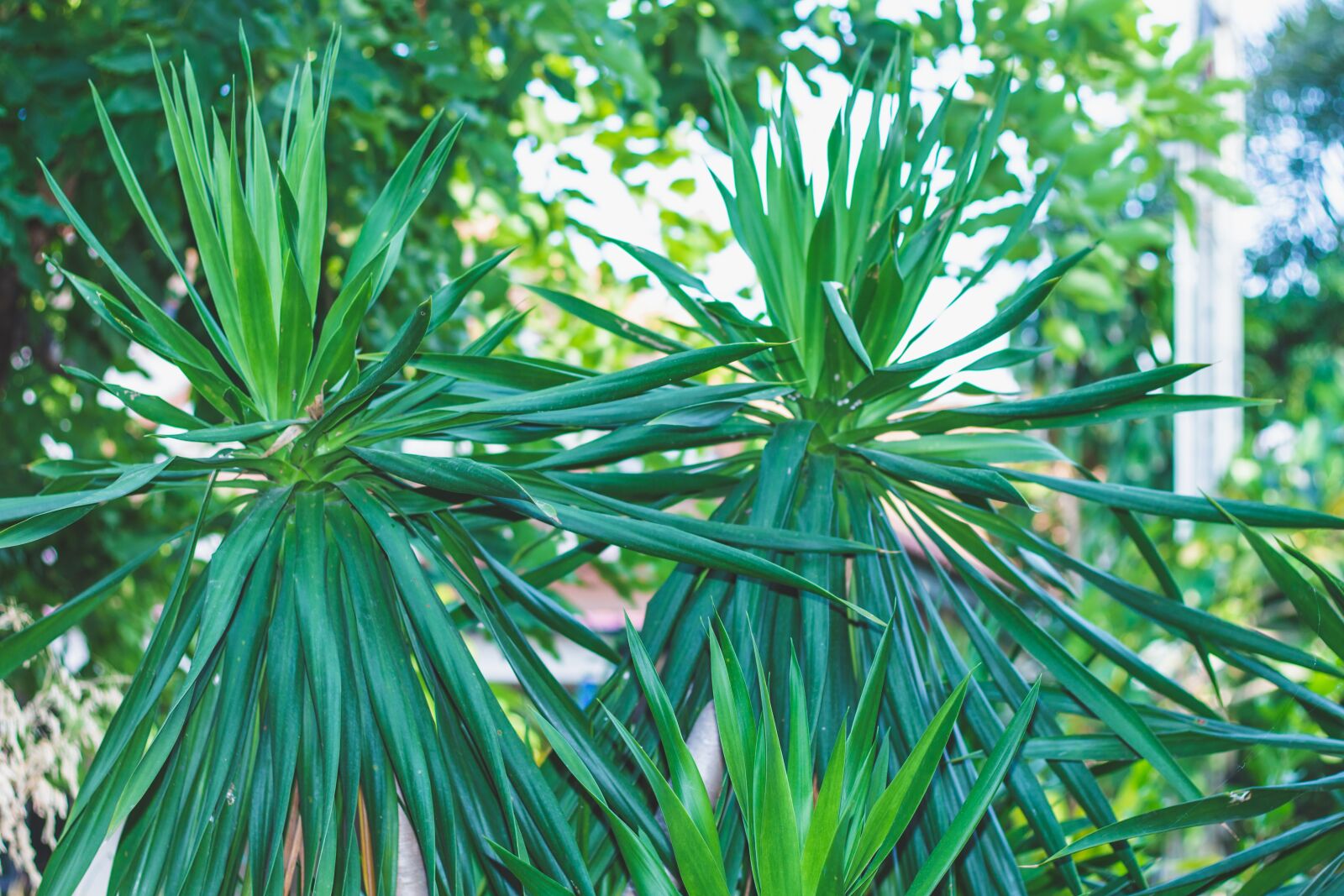 Canon EOS 700D (EOS Rebel T5i / EOS Kiss X7i) + Canon EF 50mm F1.8 STM sample photo. Chan pha, tree, green photography