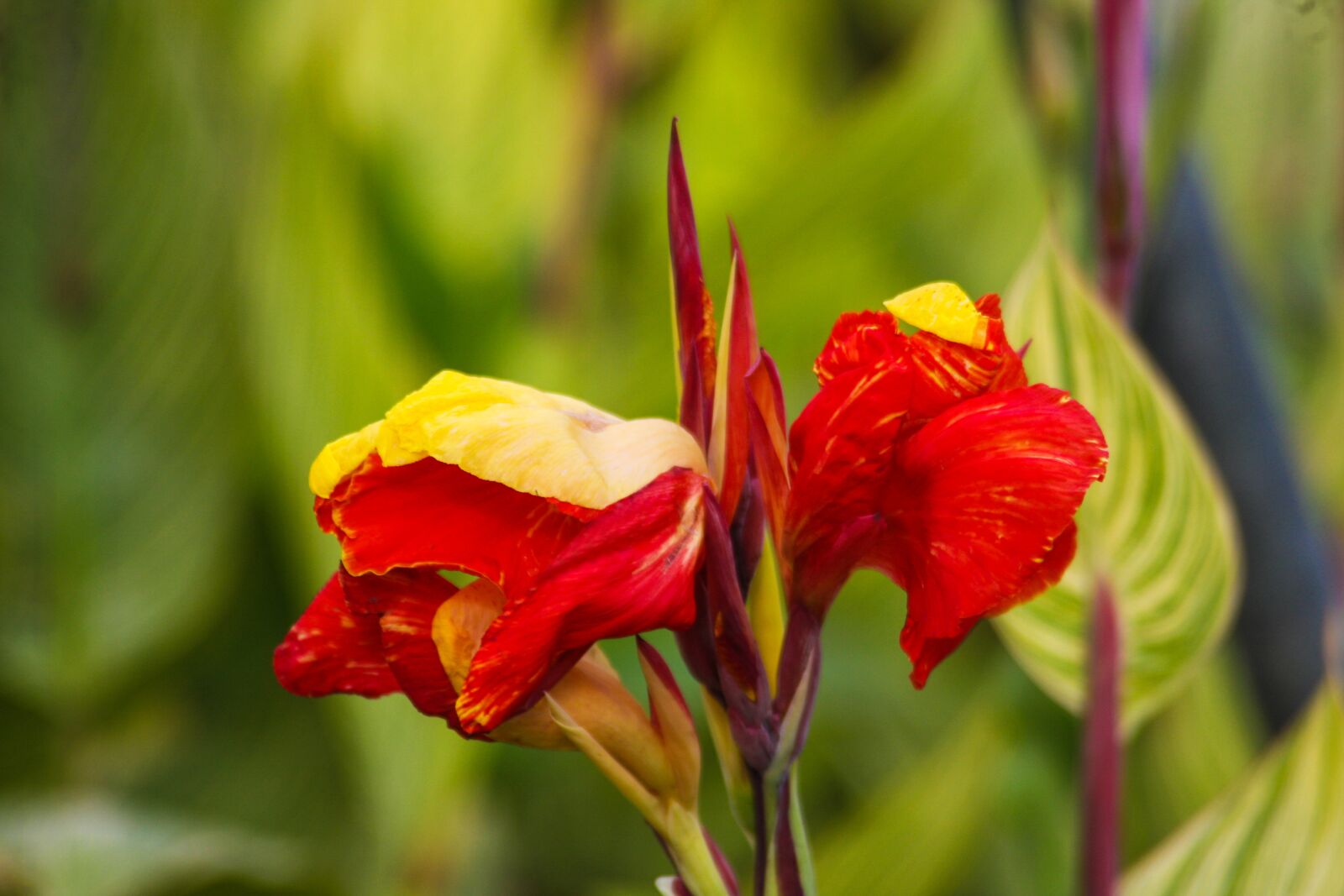 Canon EOS 40D sample photo. Flower, plant, nature photography