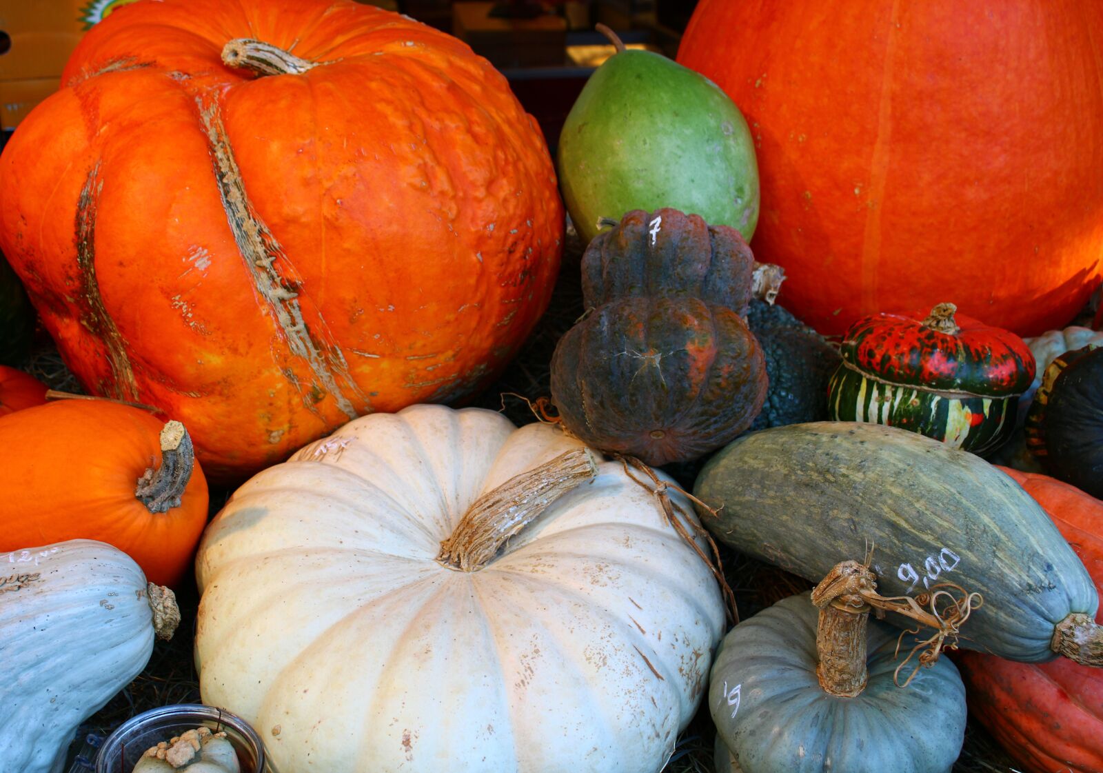 Canon EOS 2000D (EOS Rebel T7 / EOS Kiss X90 / EOS 1500D) sample photo. Still life, pumpkin, autumn photography
