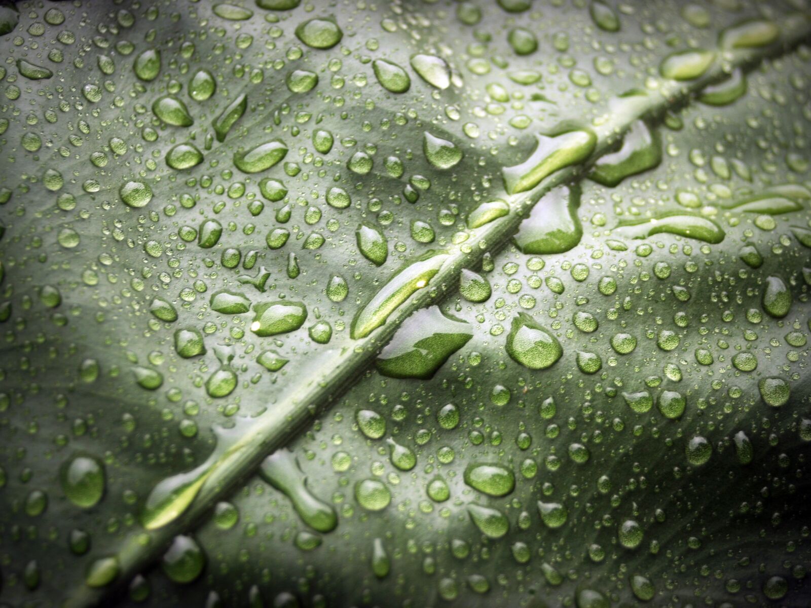Olympus E-300 (EVOLT E-300) sample photo. Close, up, dew, dewdrops photography