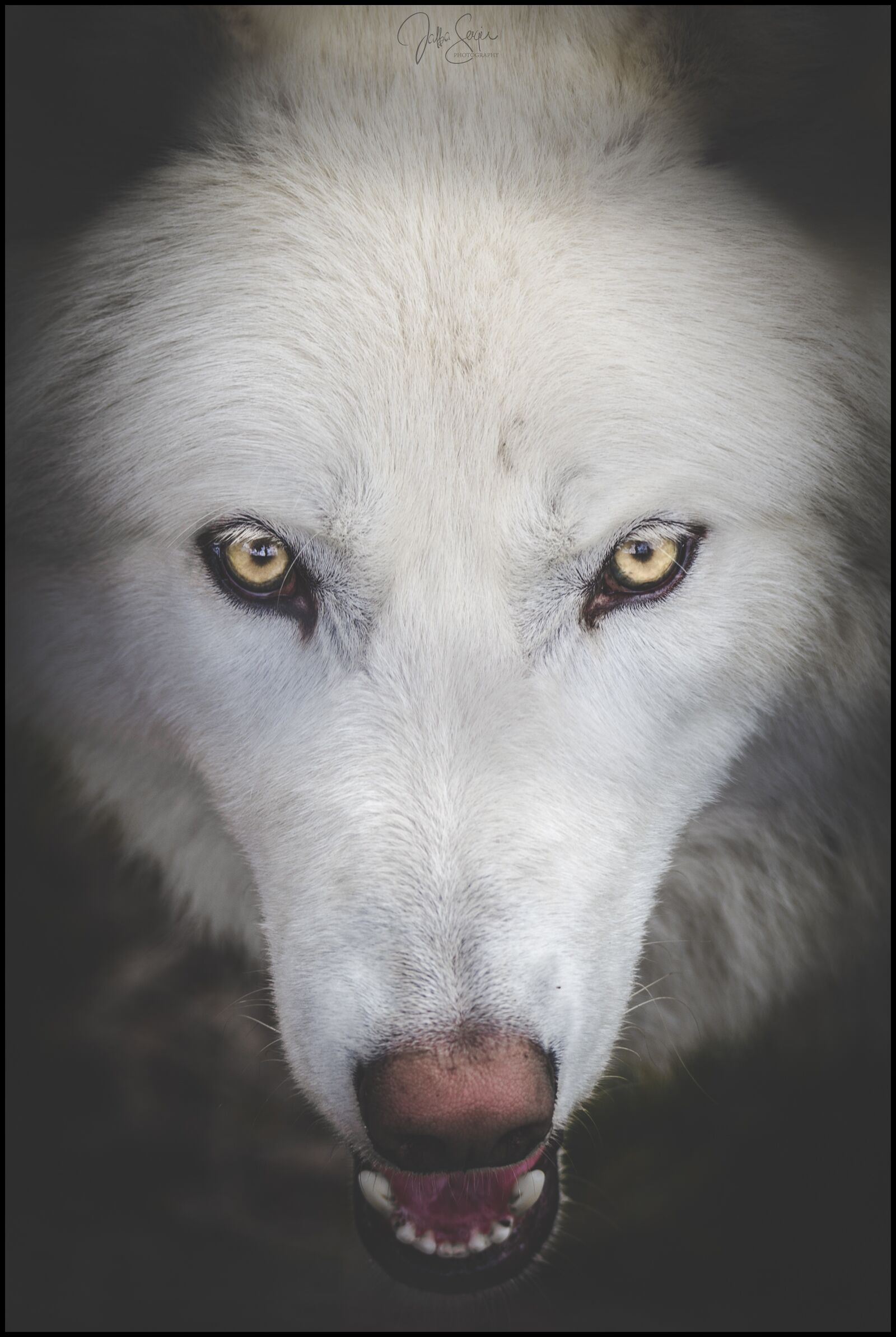 Canon EOS 6D sample photo. Wolf, nature, predator photography