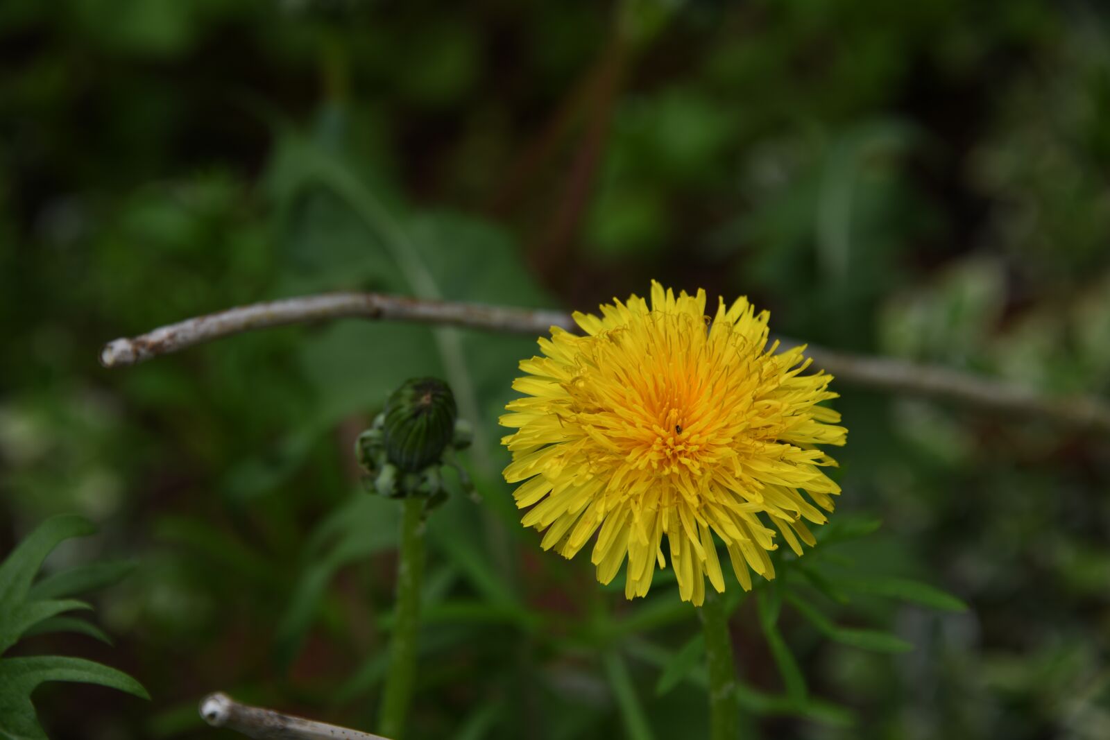 Nikon D850 sample photo. Dandelion, flower, yellow photography