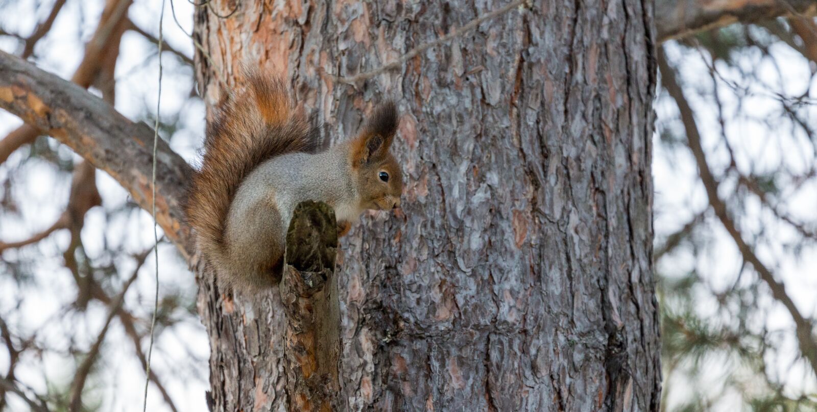 Canon EOS 6D + Canon EF 70-300mm F4-5.6L IS USM sample photo. Squirrel, red, tree photography