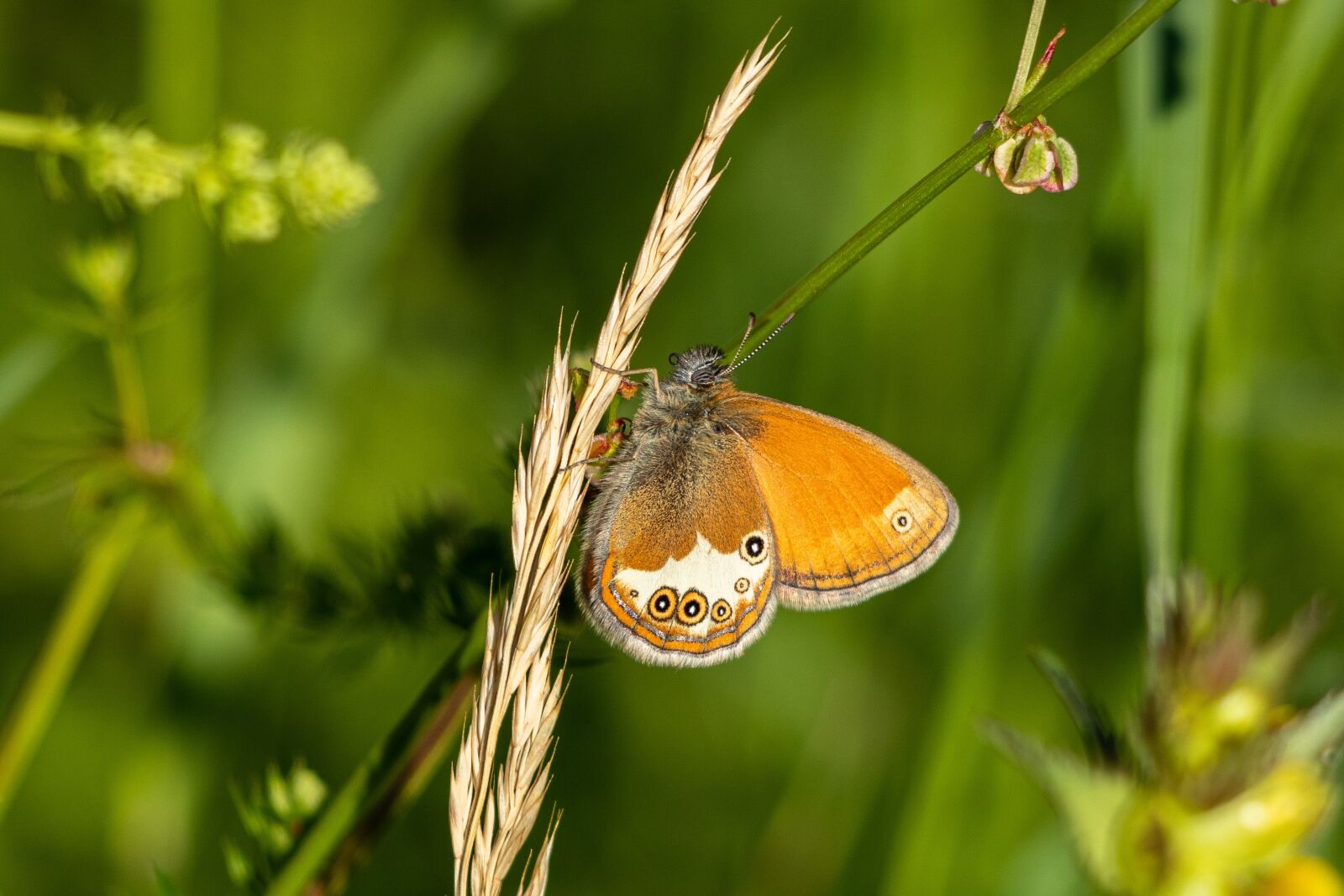Canon EOS 80D sample photo. Fire falter, common blue photography