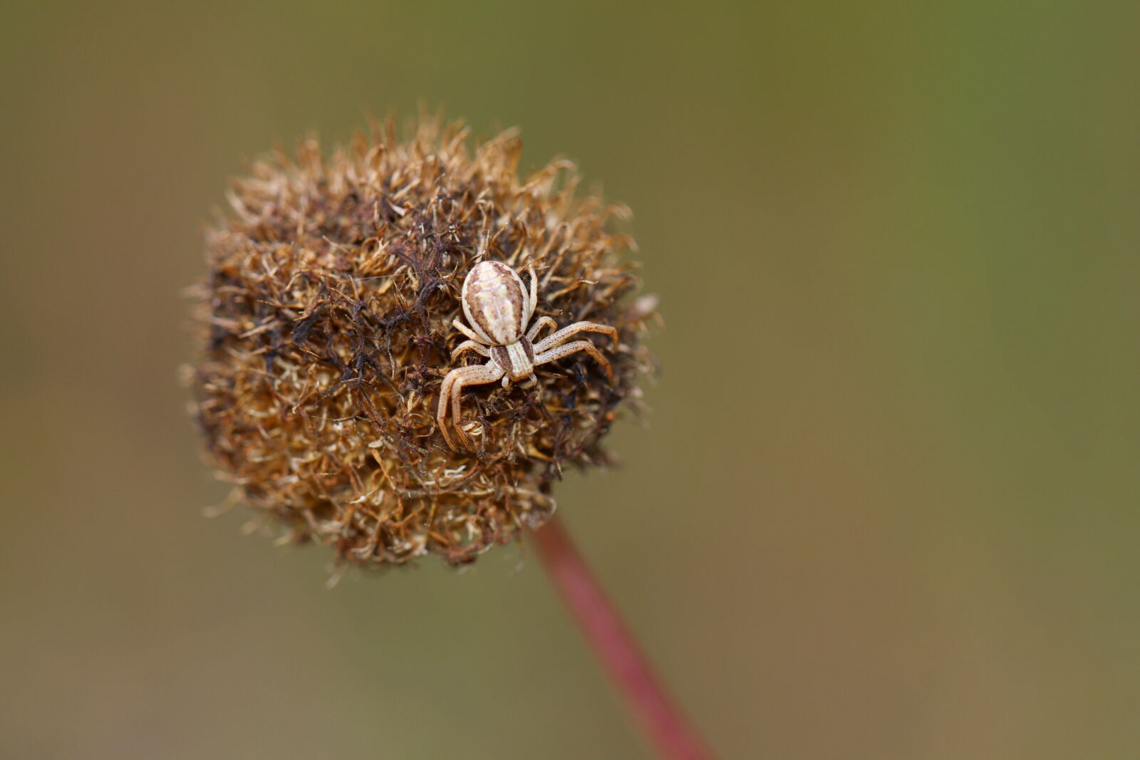 Canon EOS 80D sample photo. Insect, spider, macro photography
