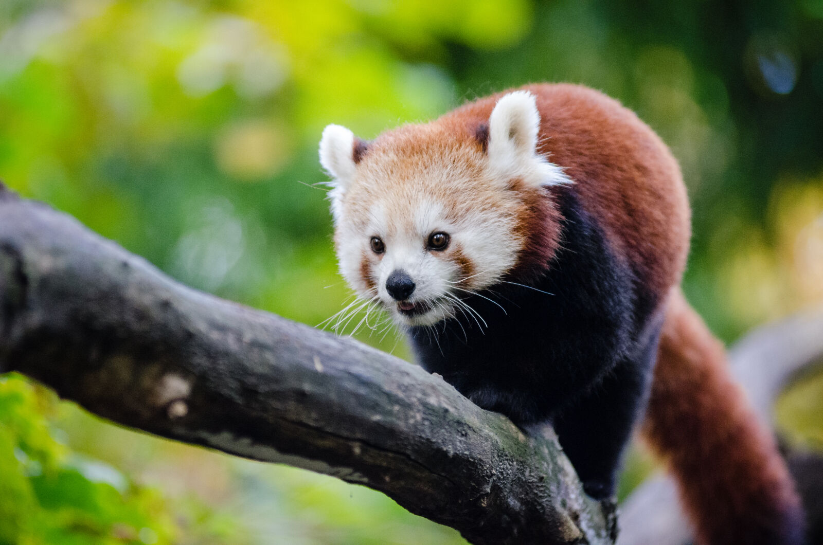 AF Zoom-Nikkor 80-200mm f/2.8 ED sample photo