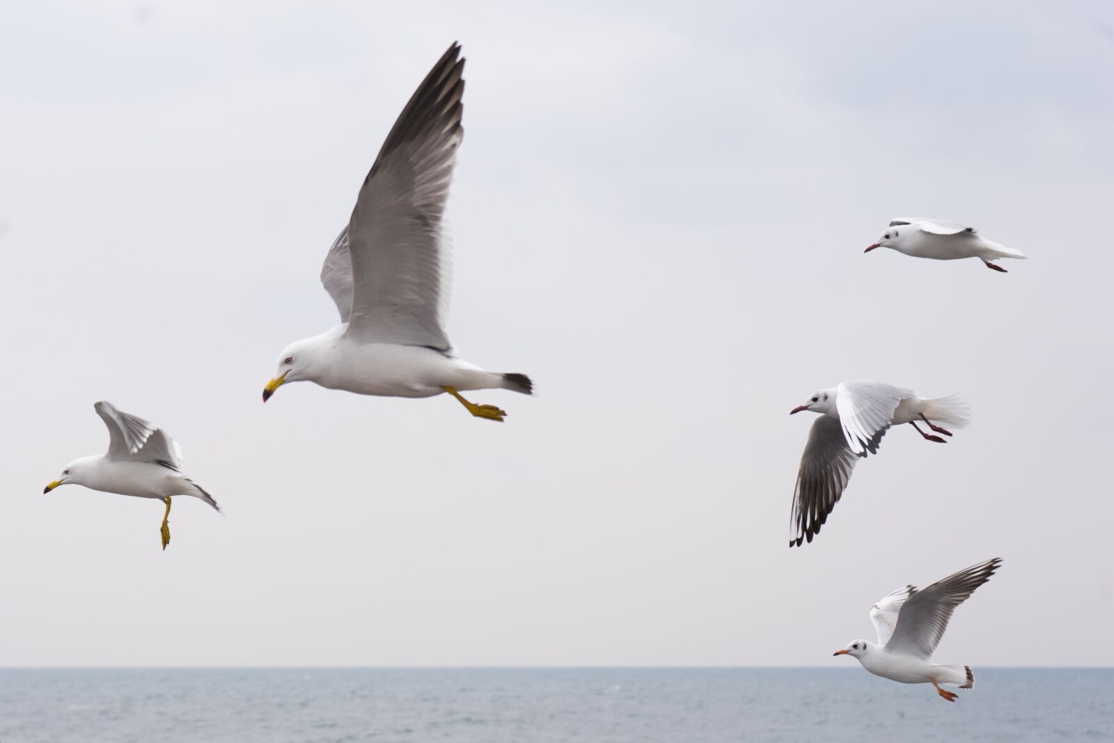 Sony a7 II + Sony FE 28-70mm F3.5-5.6 OSS sample photo. Seagull, sea, birds photography