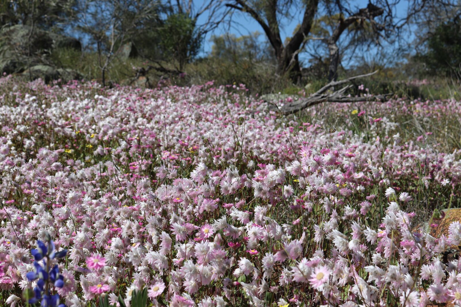 Canon EOS 800D (EOS Rebel T7i / EOS Kiss X9i) sample photo. Wild flowers, western australia photography