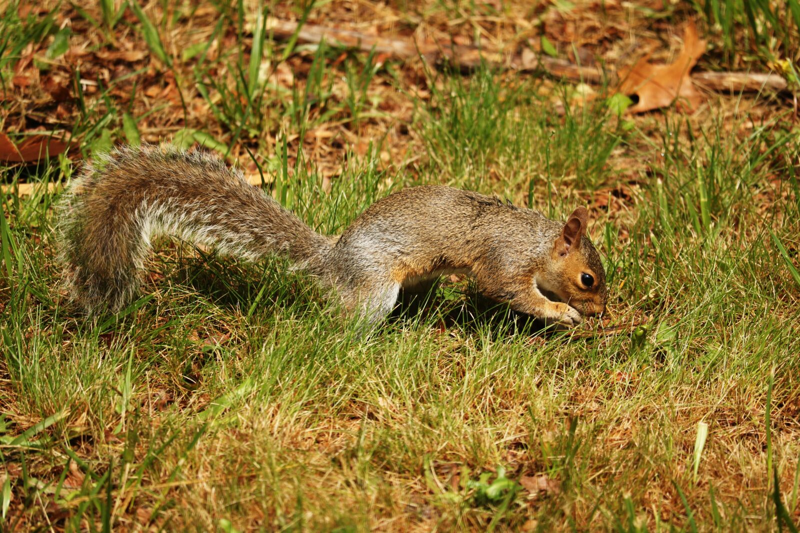 Canon EOS 760D (EOS Rebel T6s / EOS 8000D) sample photo. Animal, fluffy, mammal photography