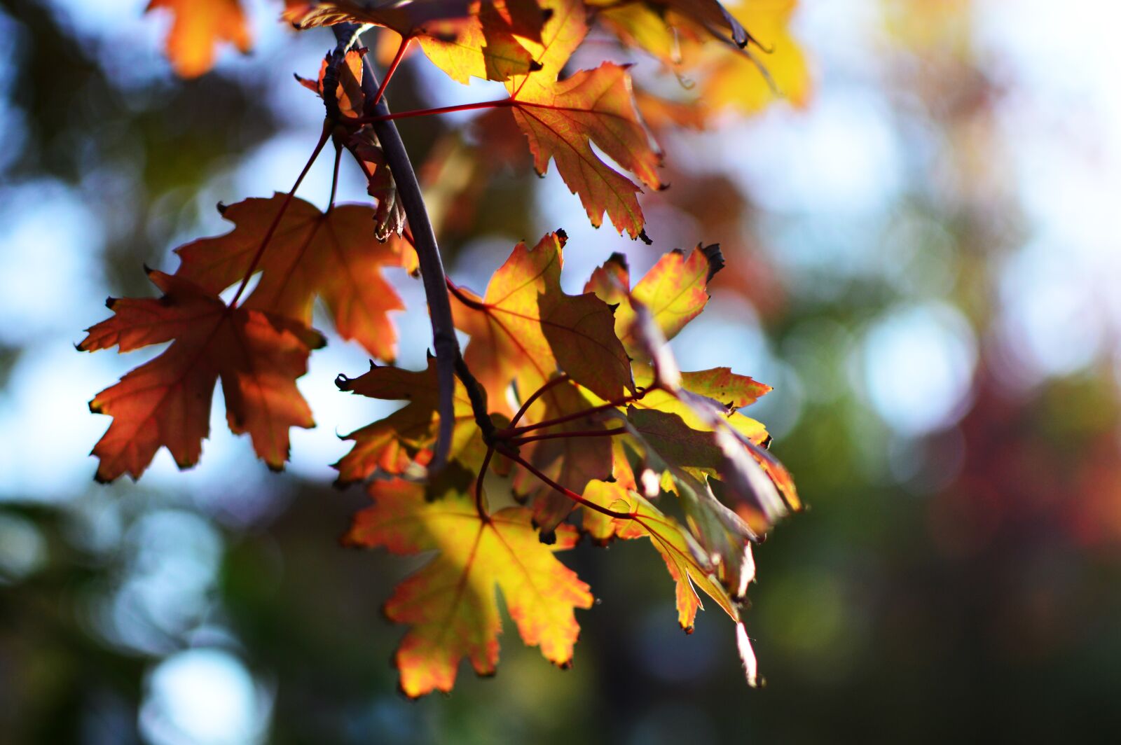 Nikon D3200 + Nikon AF-S DX Nikkor 35mm F1.8G sample photo. Autumn, leaf, color photography