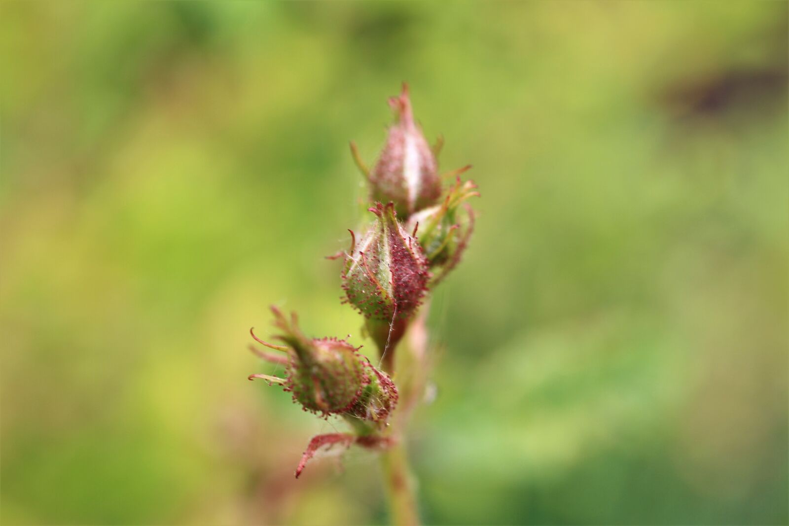 Canon EF-S 35mm F2.8 Macro IS STM sample photo. Tufts rose, roses, polyantha photography