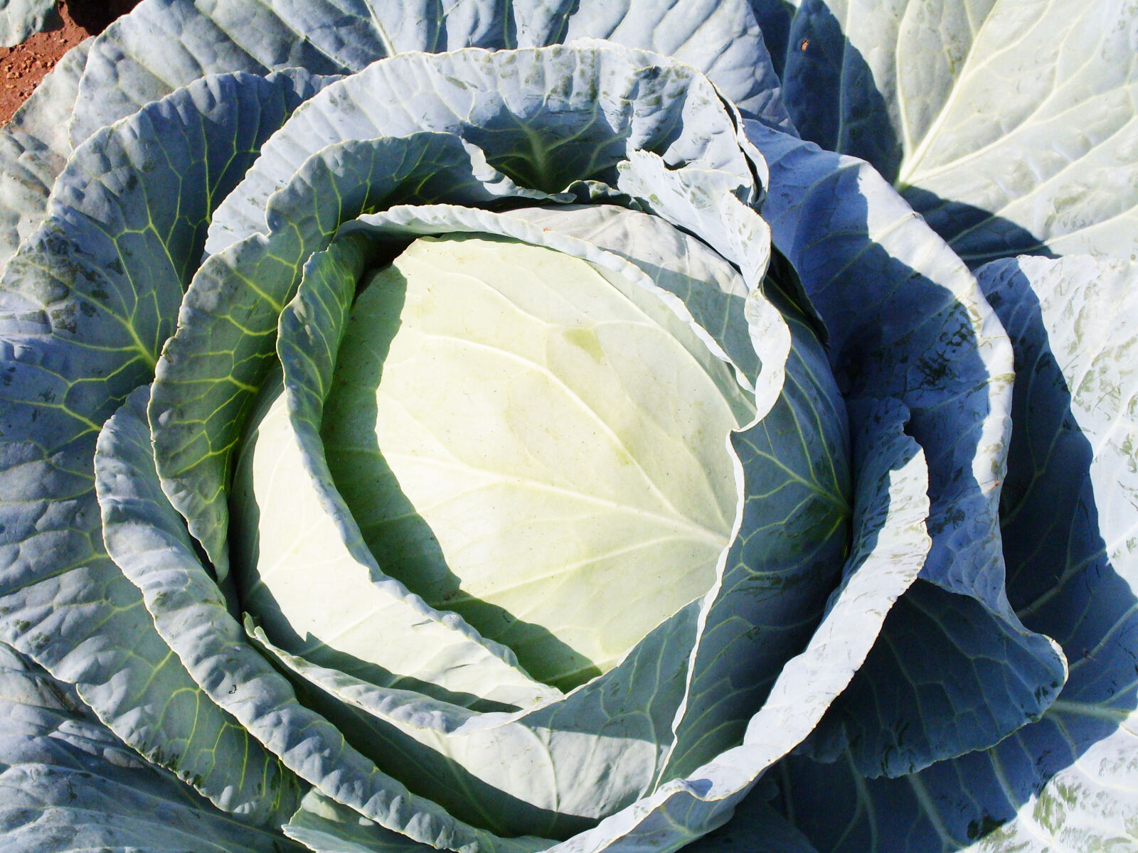 Samsung KENOX S760  / Samsung S760 sample photo. Cabbage, vegetable photography
