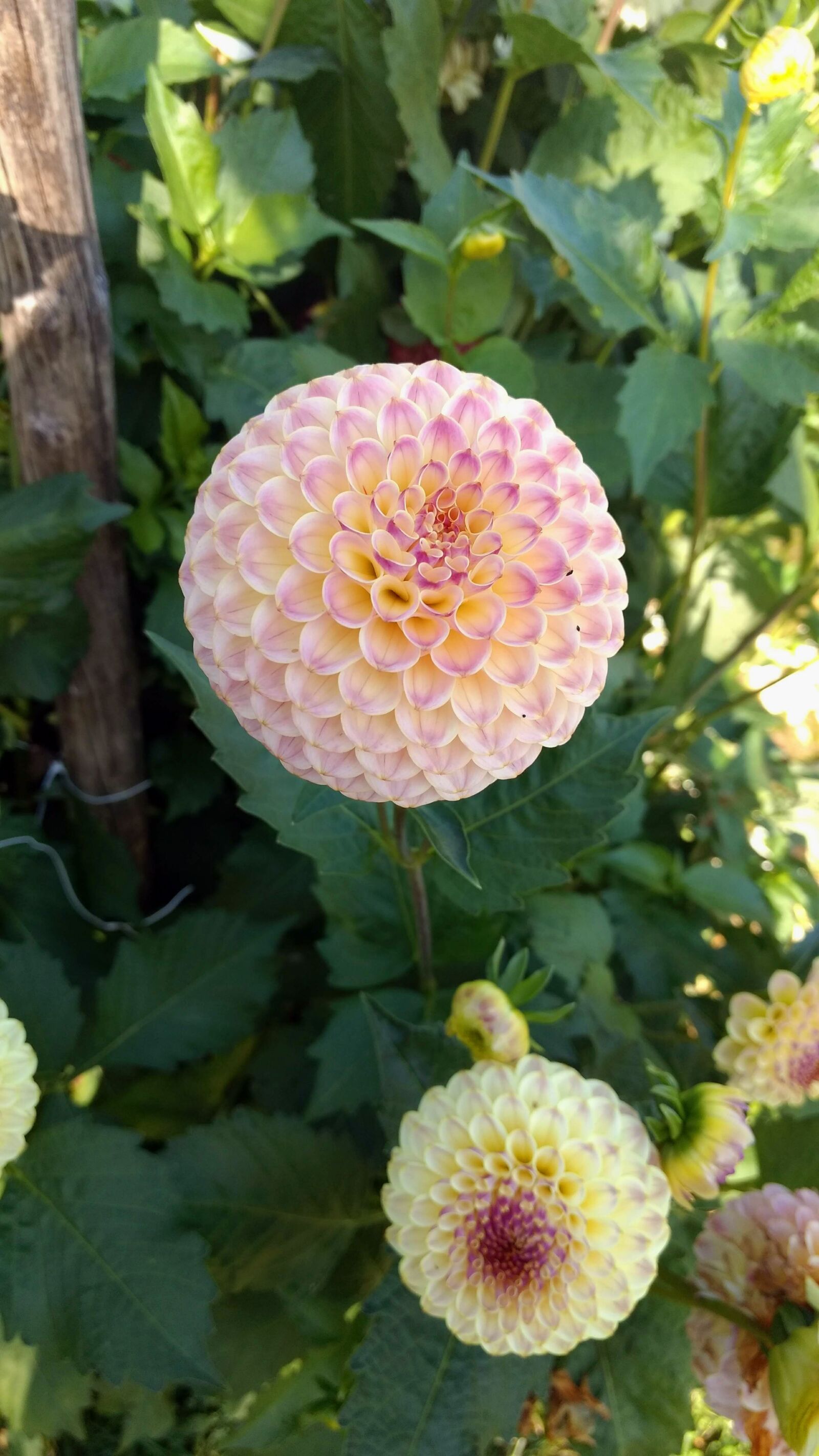 Motorola Moto G (4) sample photo. Flowers, as lien, nature photography