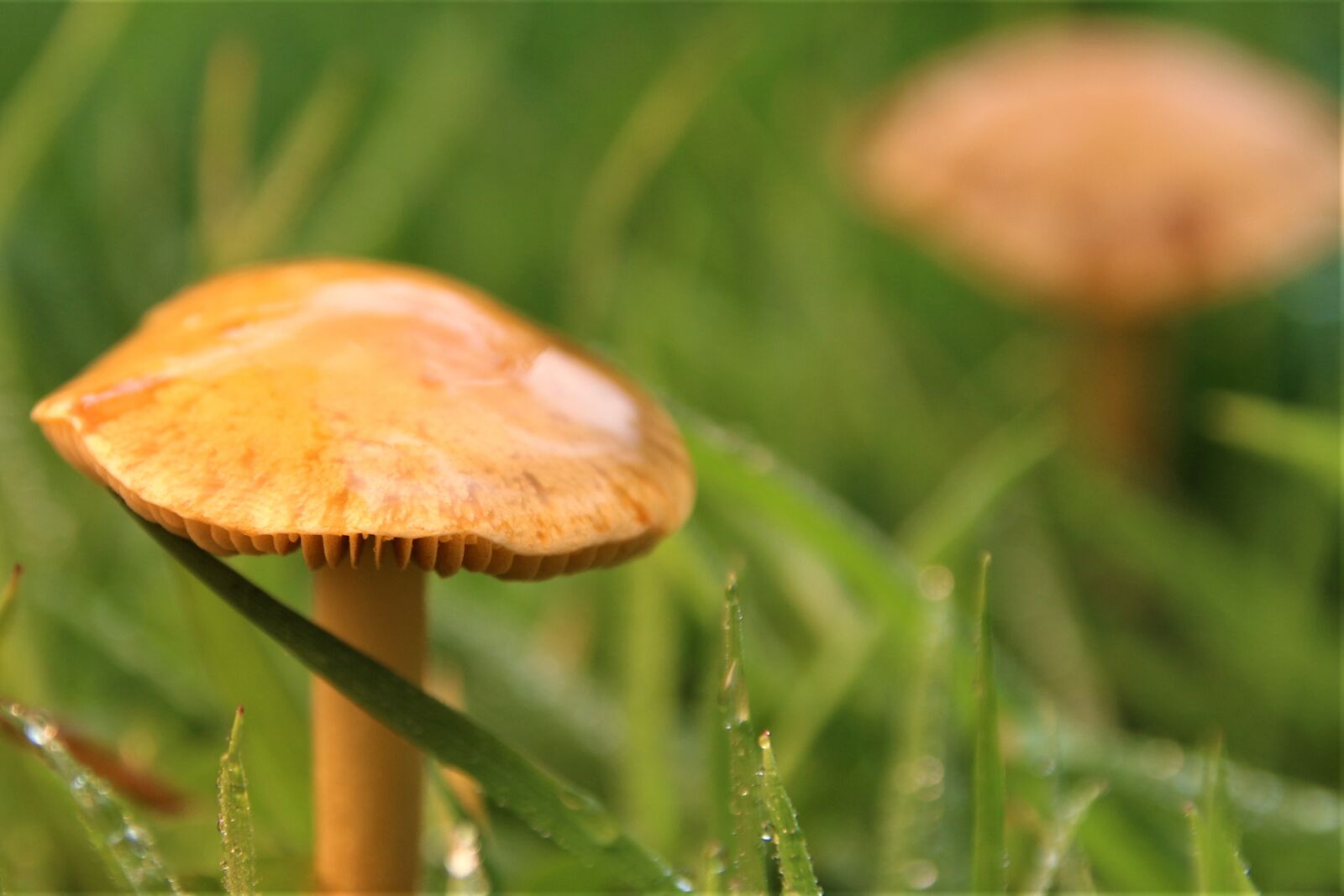 Canon EOS 700D (EOS Rebel T5i / EOS Kiss X7i) sample photo. Mushroom, green, forest photography