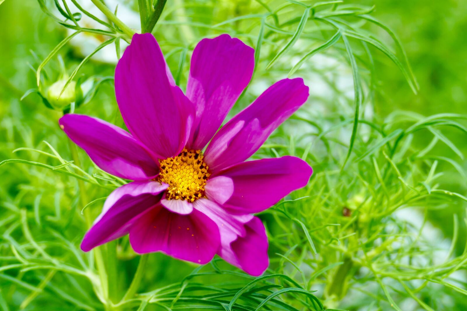 Panasonic Lumix DMC-FZ1000 sample photo. Flower, purple, summer photography