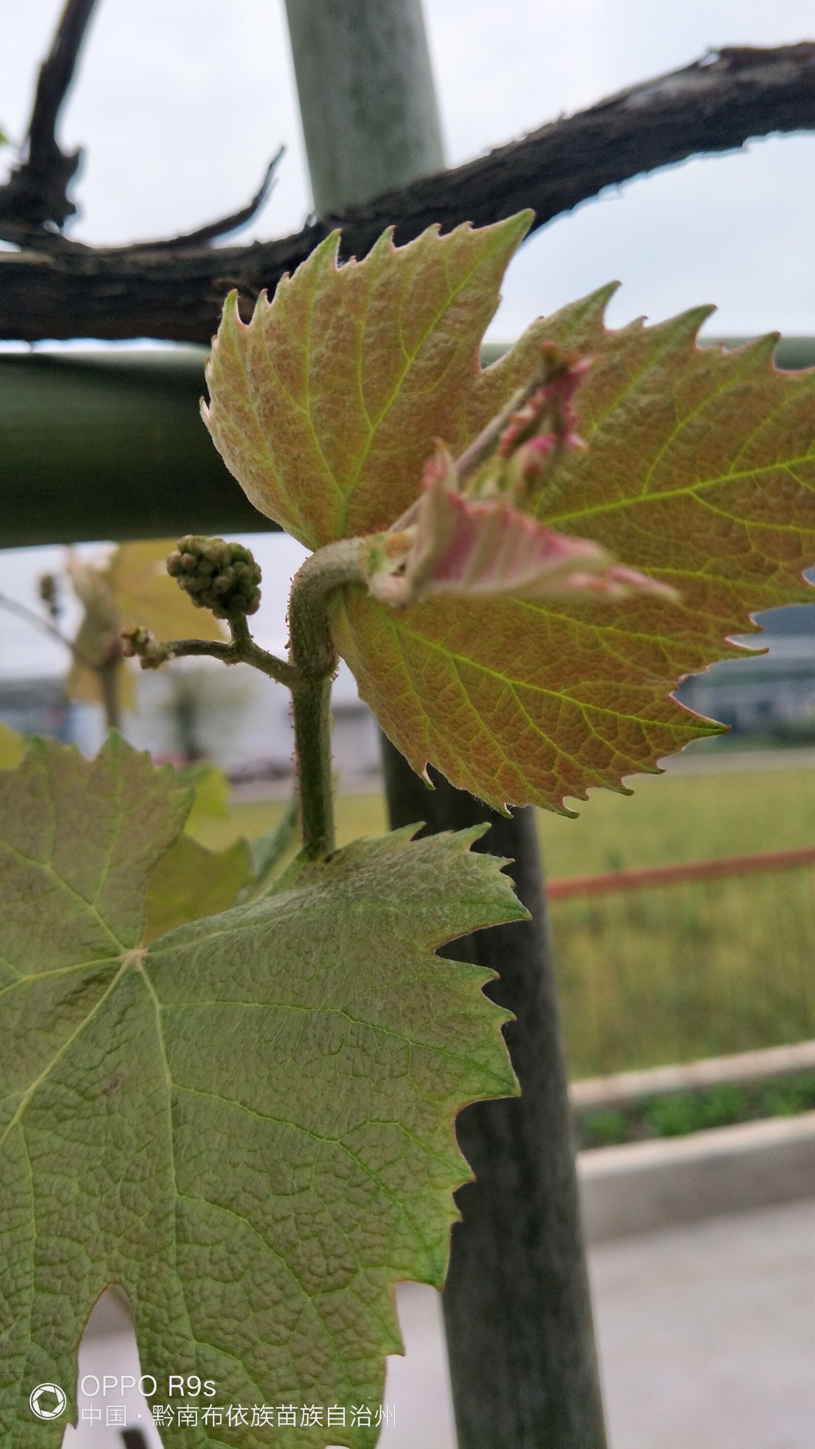 OPPO R9SK sample photo. Grape leaves, grape, spring photography