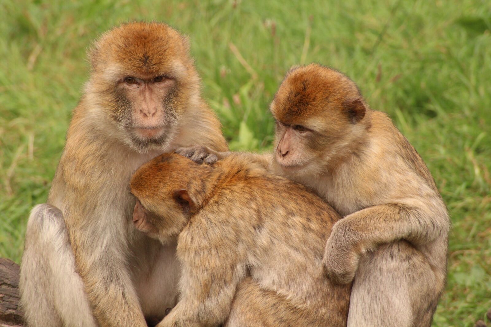 Canon EOS 600D (Rebel EOS T3i / EOS Kiss X5) sample photo. Monkey, animal family, sweet photography