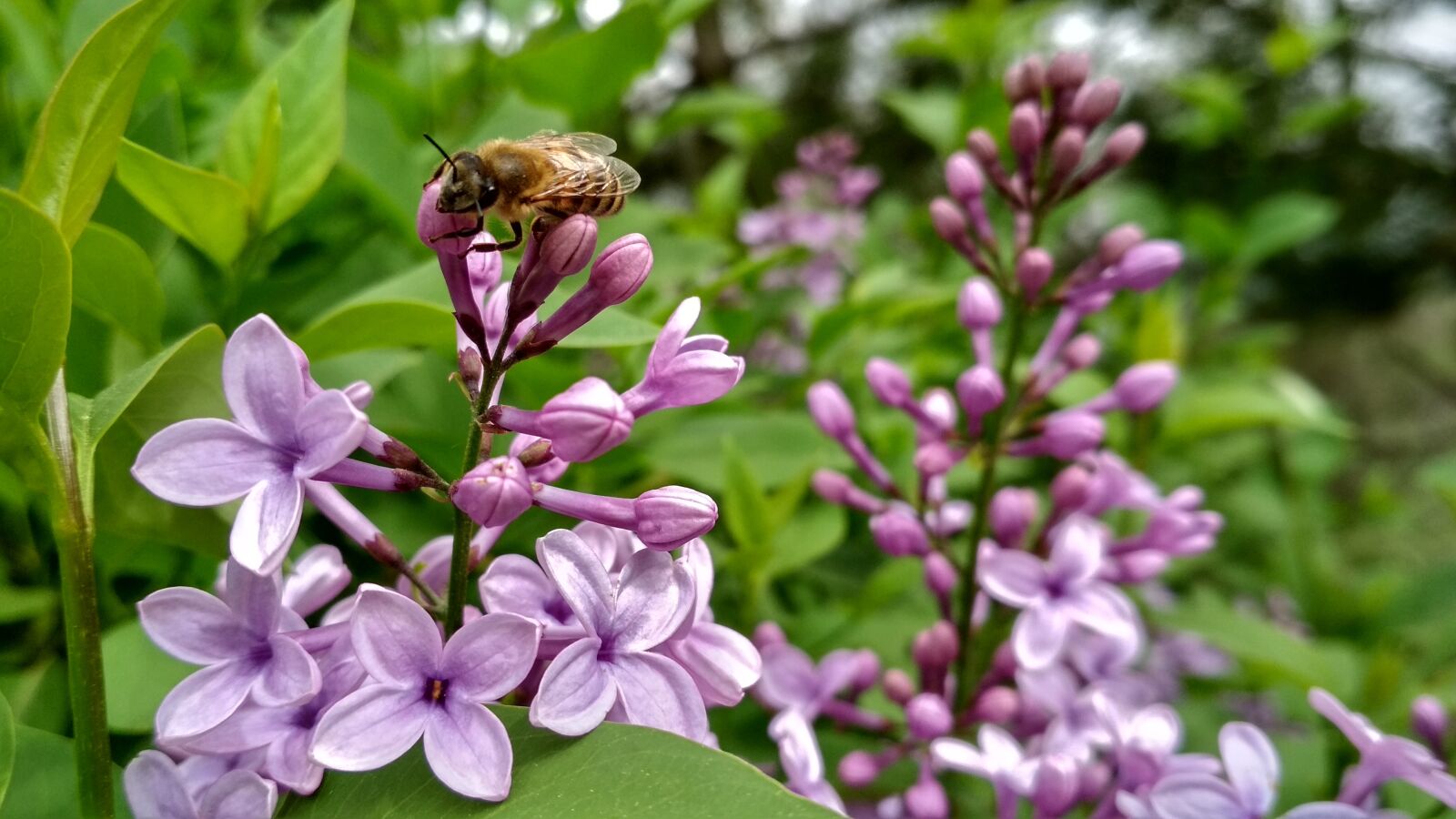 Xiaomi Redmi 4X sample photo. Nature, spring, flowers photography