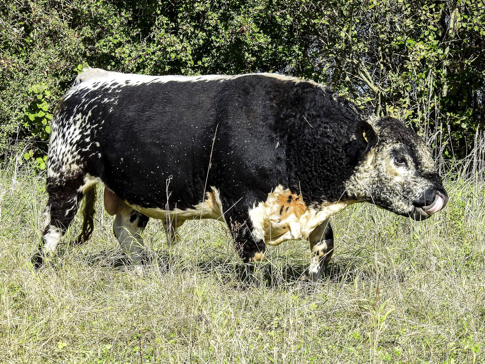 Nikon Coolpix P900 sample photo. Galloway, weidetier, animal photography