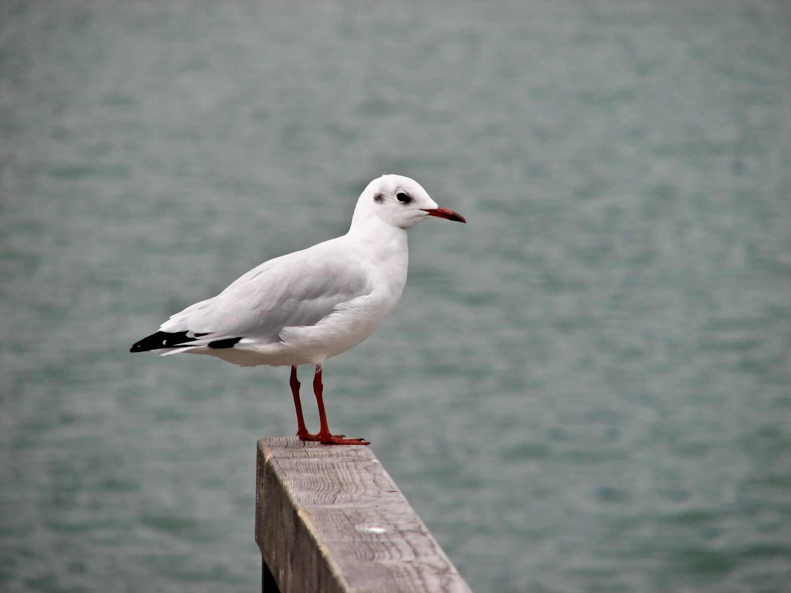 Canon POWERSHOT S2 IS sample photo. Bird, seagull, water bird photography