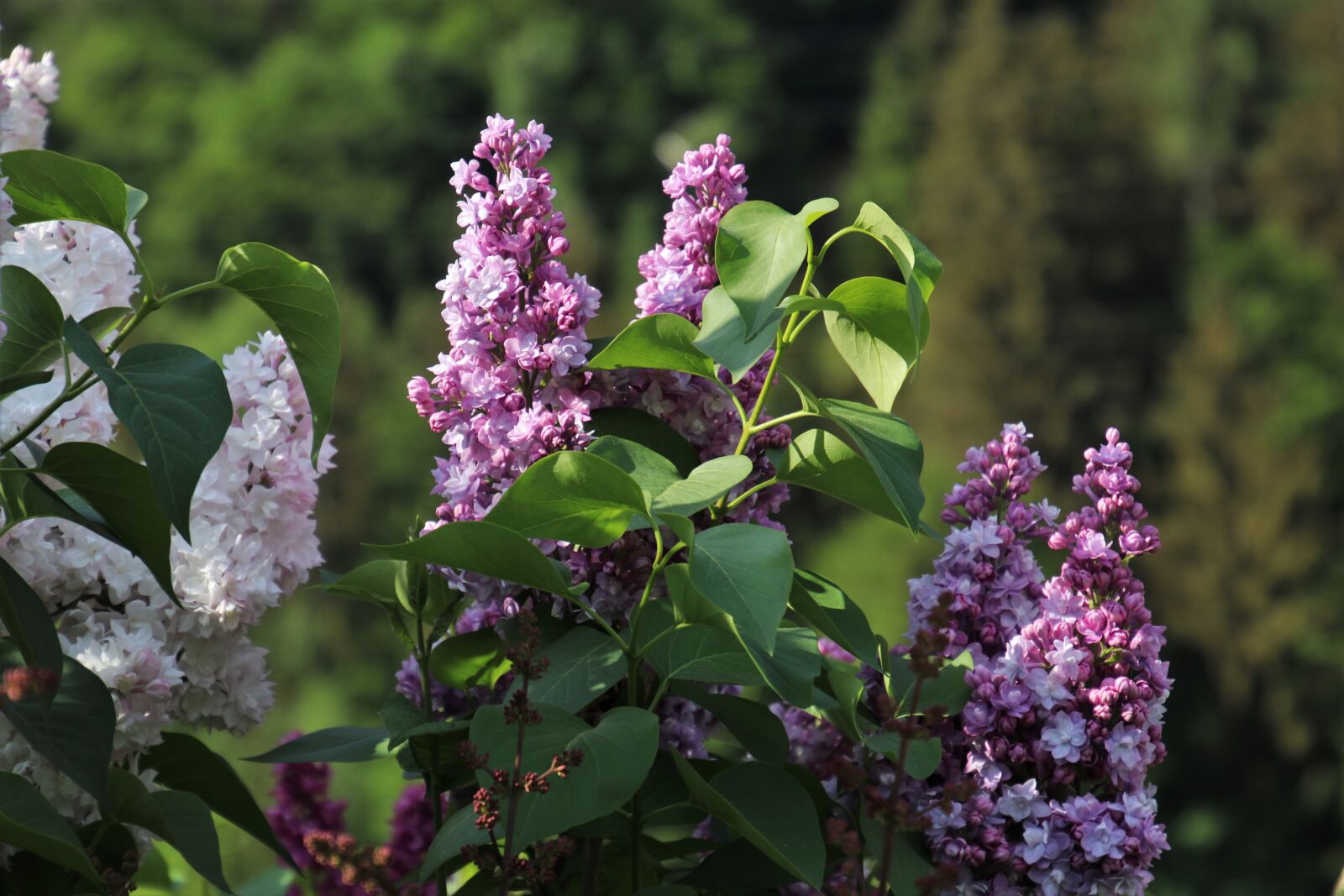 Canon EOS 80D sample photo. Without, violet, garden photography