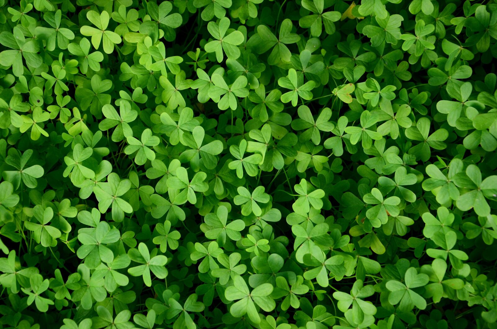 Nikon D7000 sample photo. Clover, the background, green photography