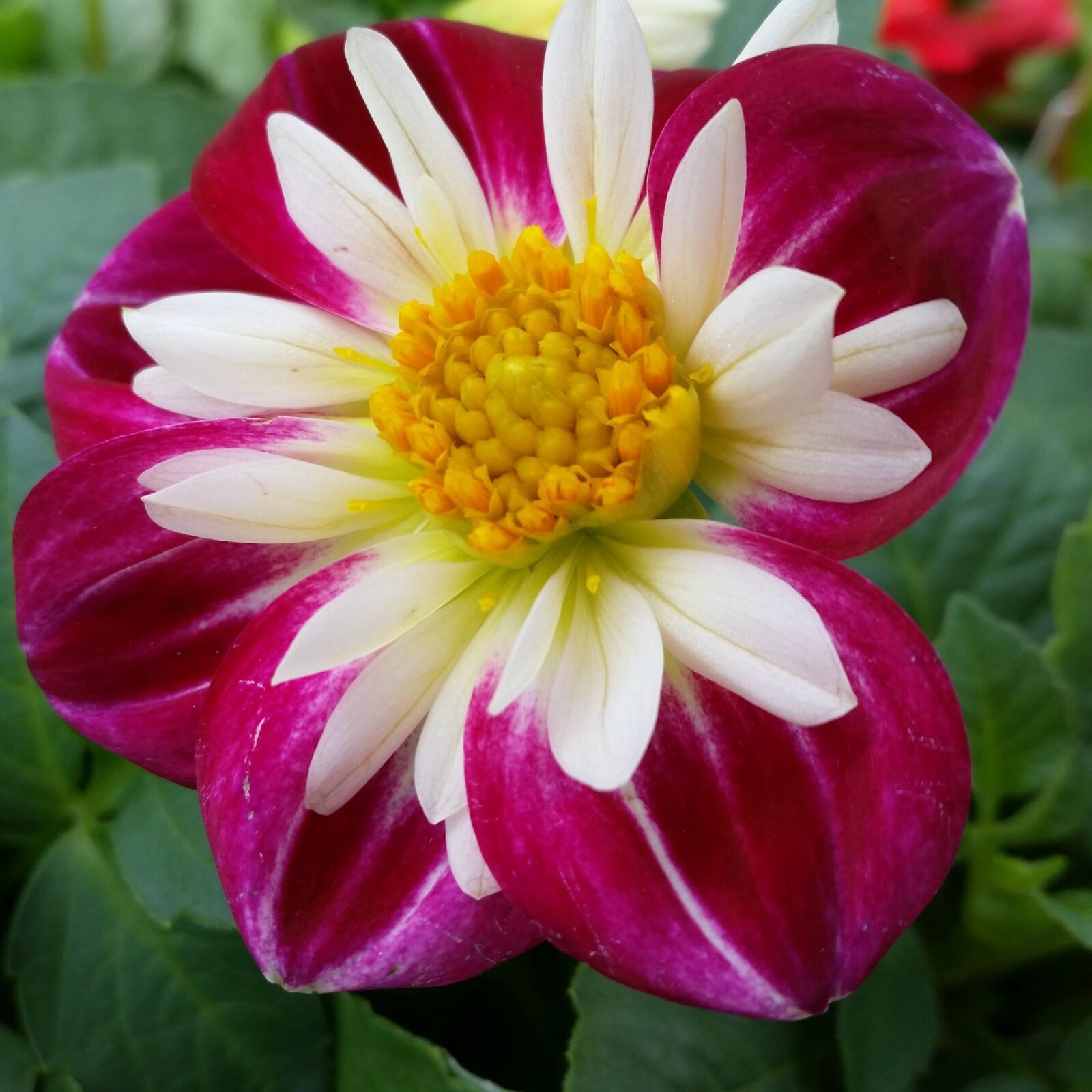 Samsung Galaxy S5 sample photo. Flower, pink, floral photography