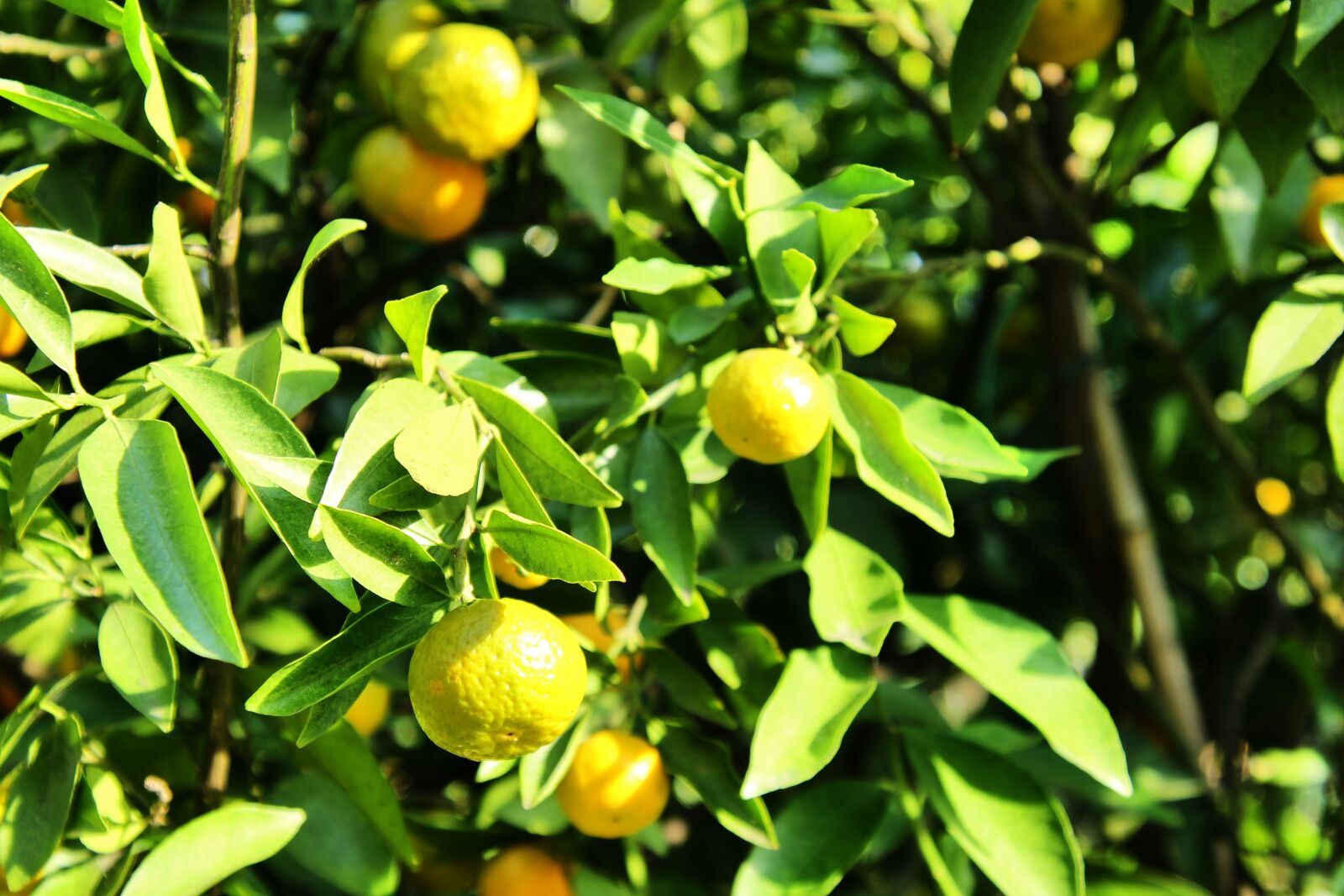Canon EOS 1300D (EOS Rebel T6 / EOS Kiss X80) sample photo. Tangerines, tree, fruit photography