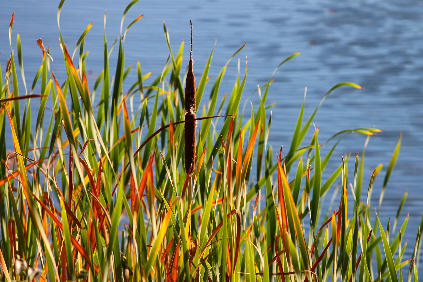 Canon EOS 1100D (EOS Rebel T3 / EOS Kiss X50) sample photo. Reed, bank, lake photography